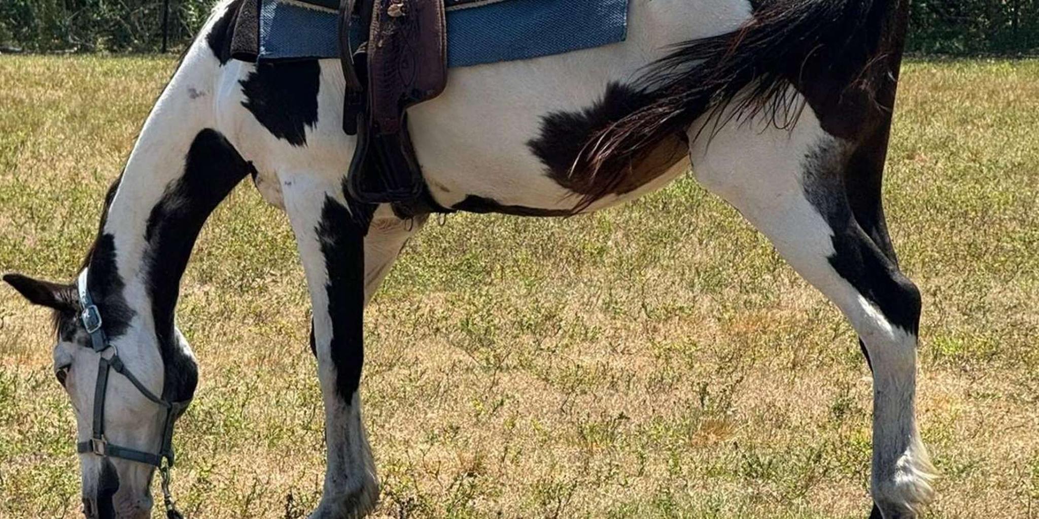 Miami Horseback Riding Tour - Image 3