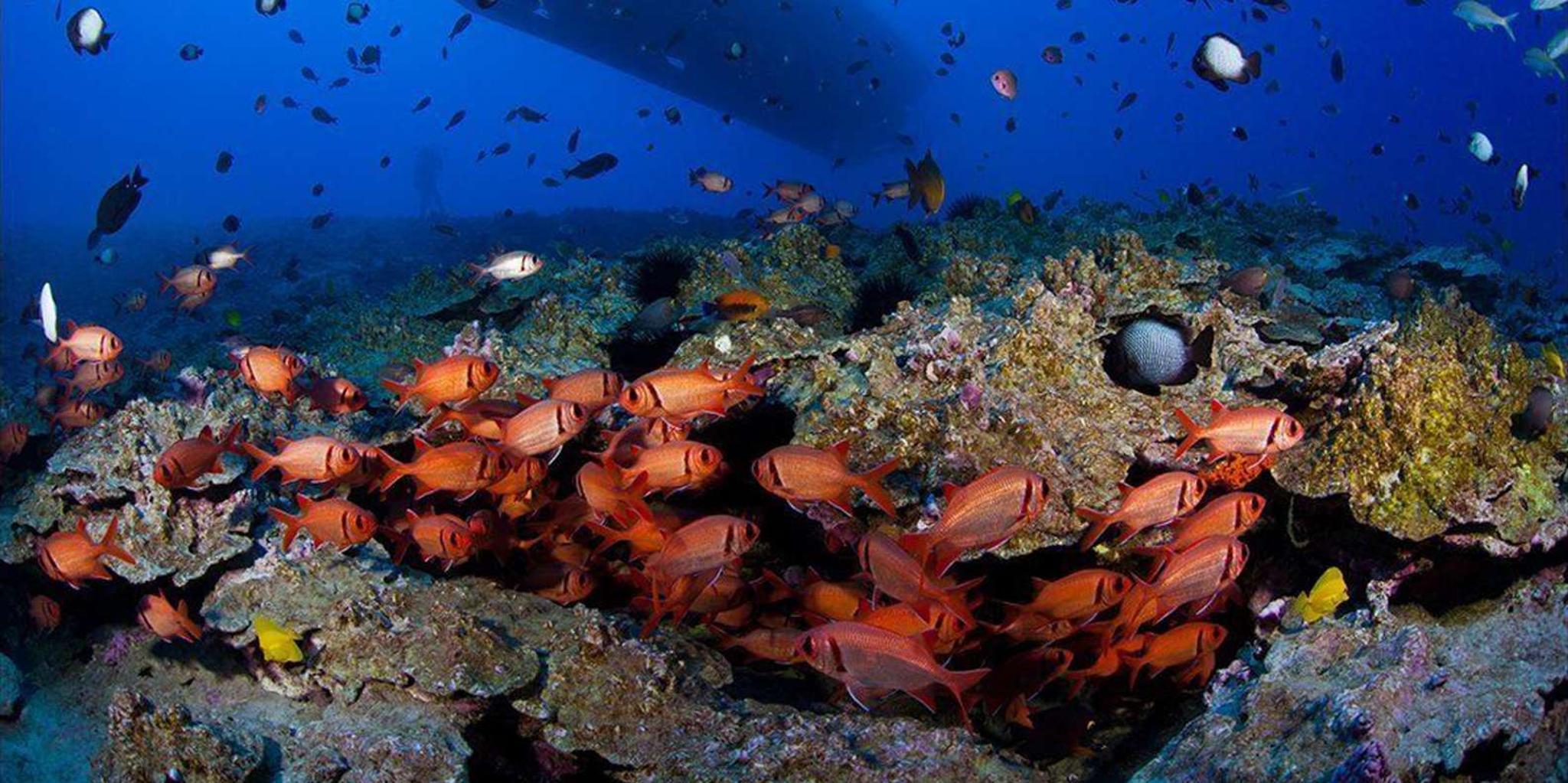 Maui Underwater Submarine Adventure - Image 2