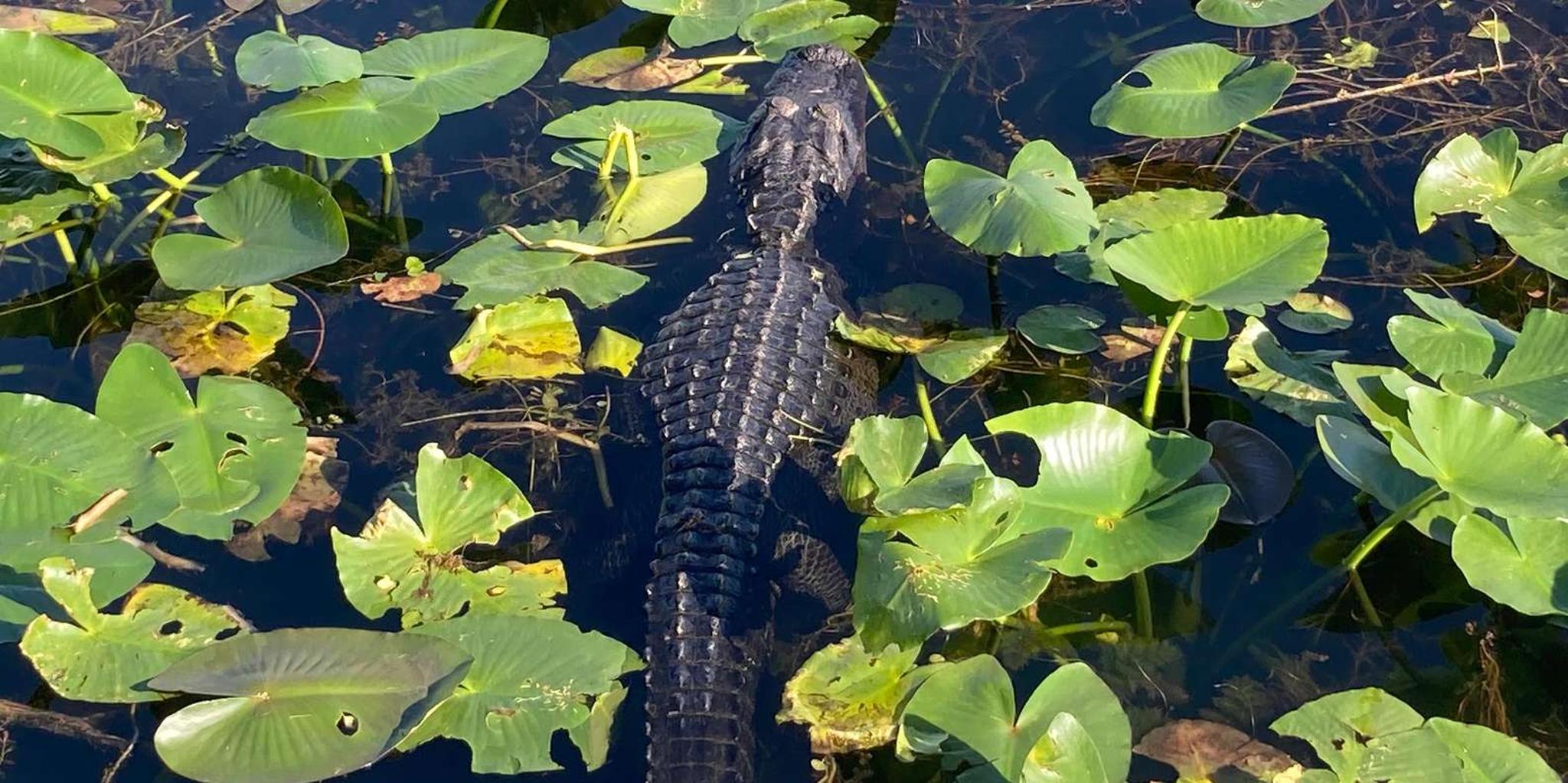 Miami Everglades National Park Kayaking and Hiking Tour - Image 5