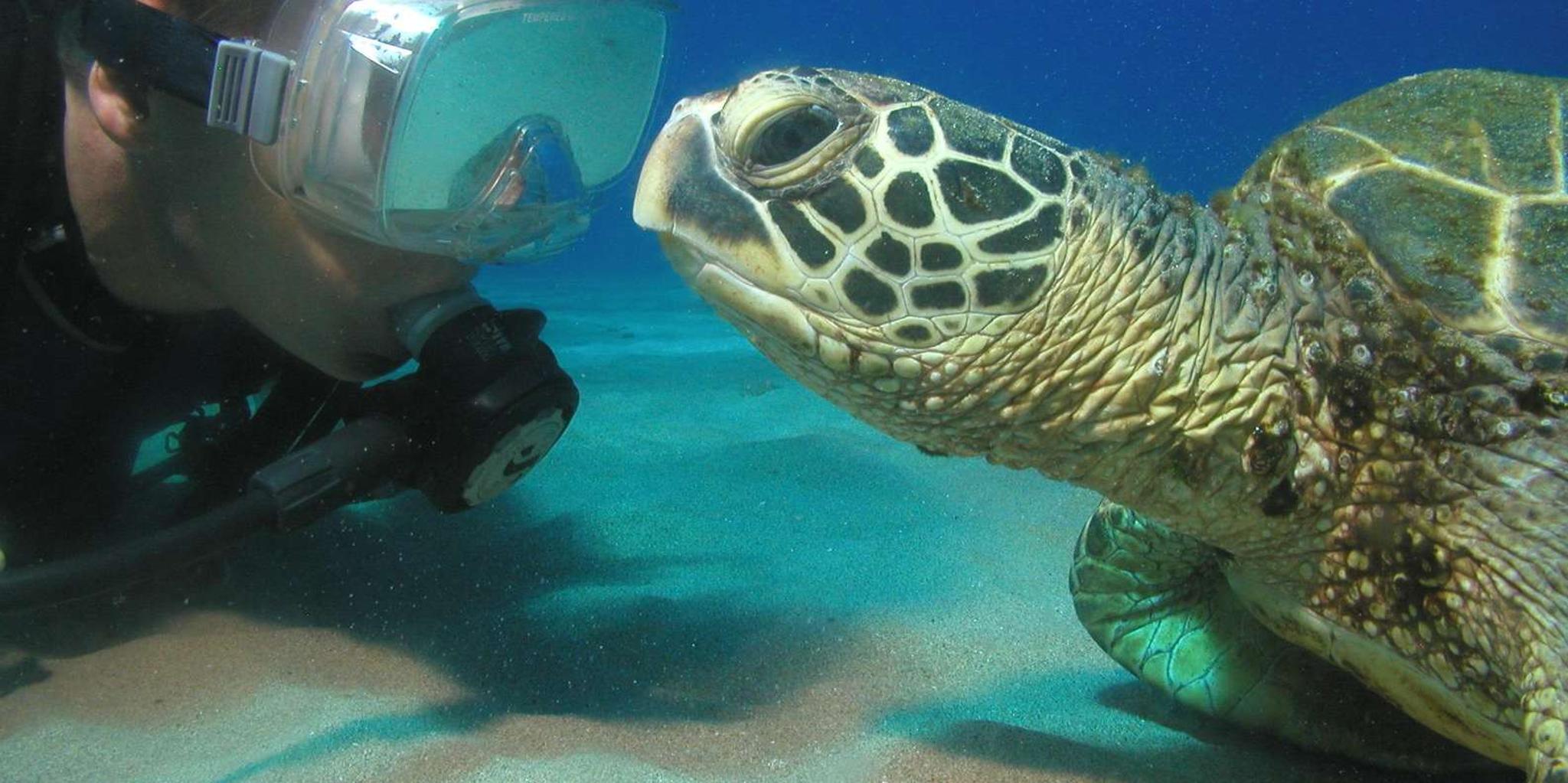 Lahaina Scuba Diving for Beginners 2 hr - Image 4