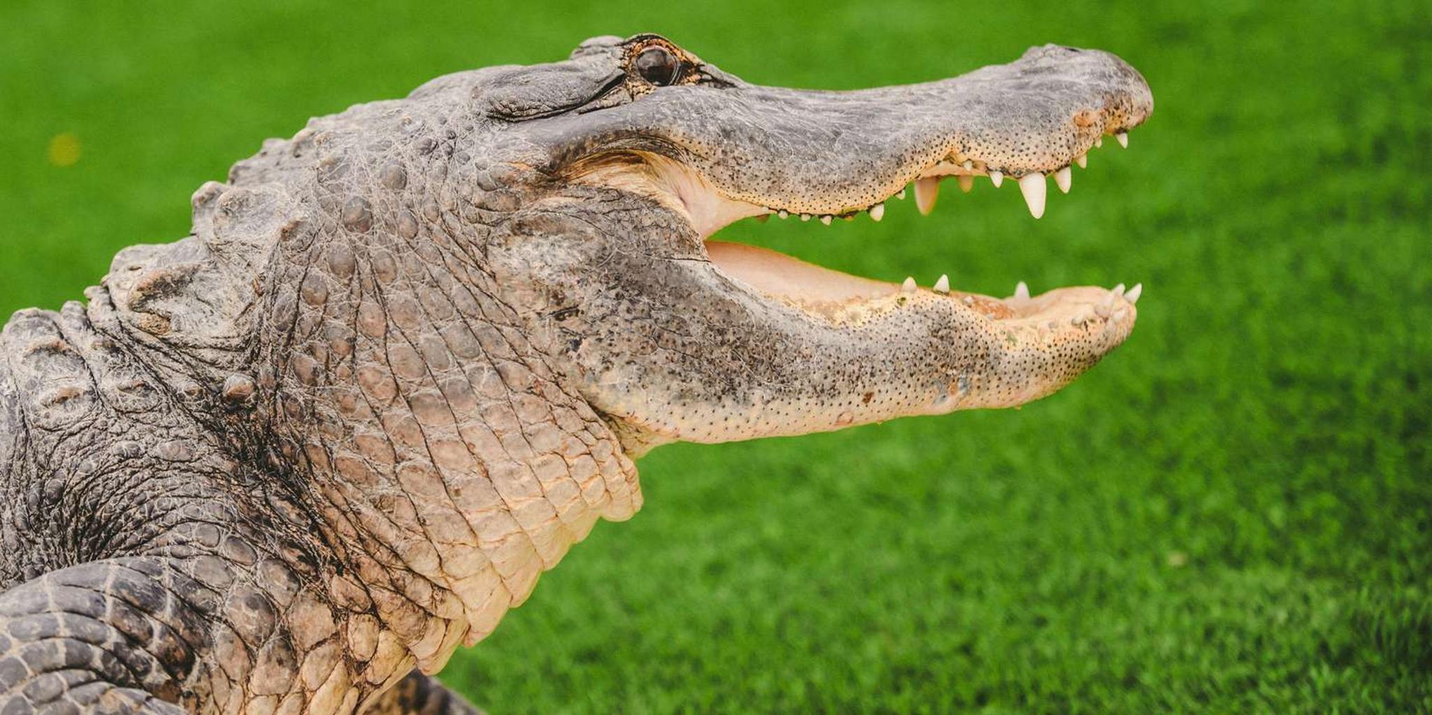 Miami Everglades Airboat Ride and Gator Encounter