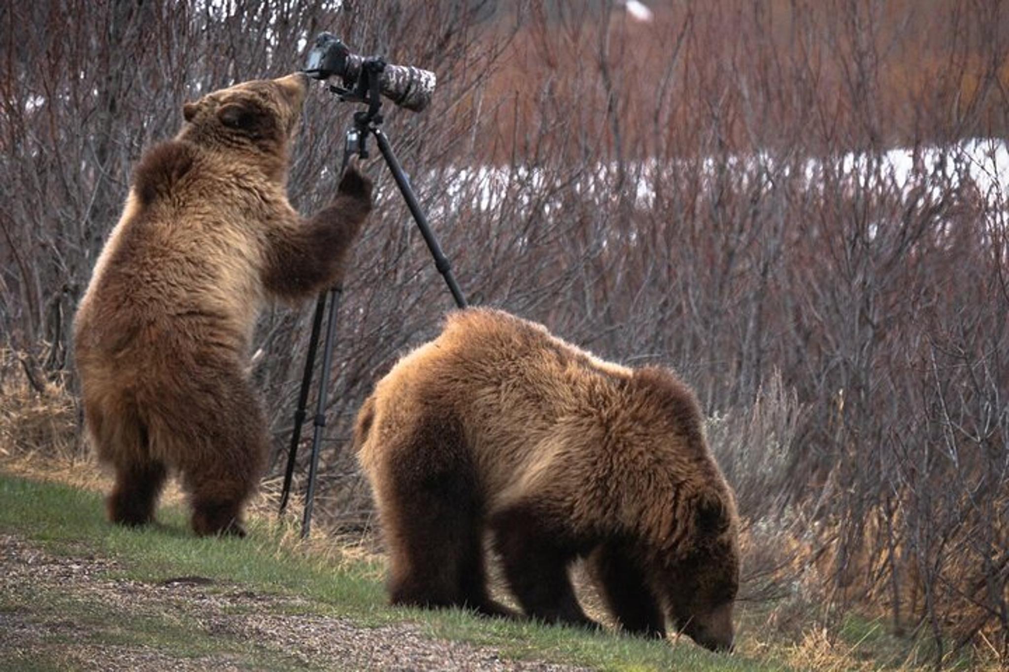 Yellowstone National Park Wildlife Tour - Image 1