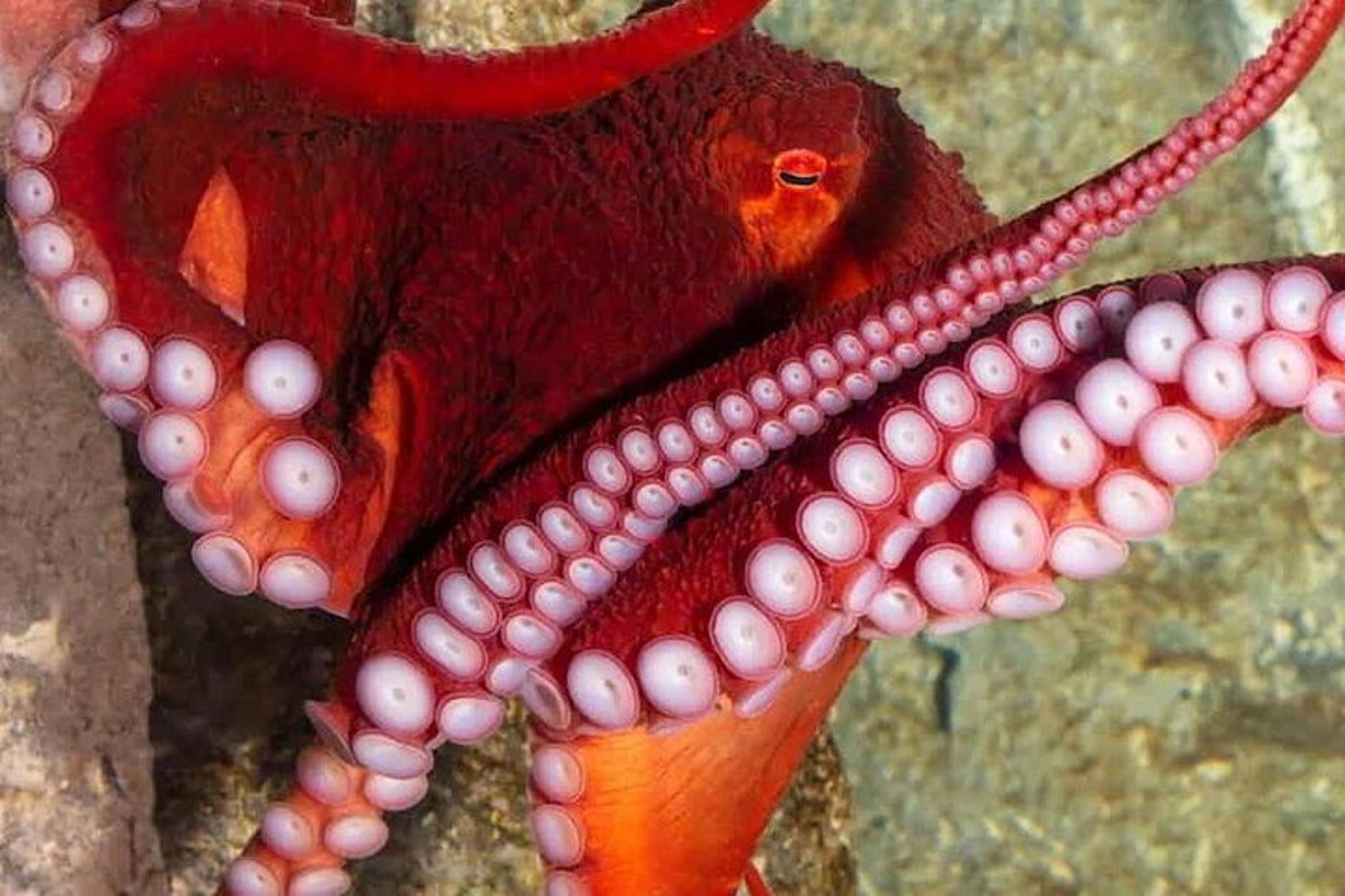 Las Vegas Shark Reef Aquarium - Image 5