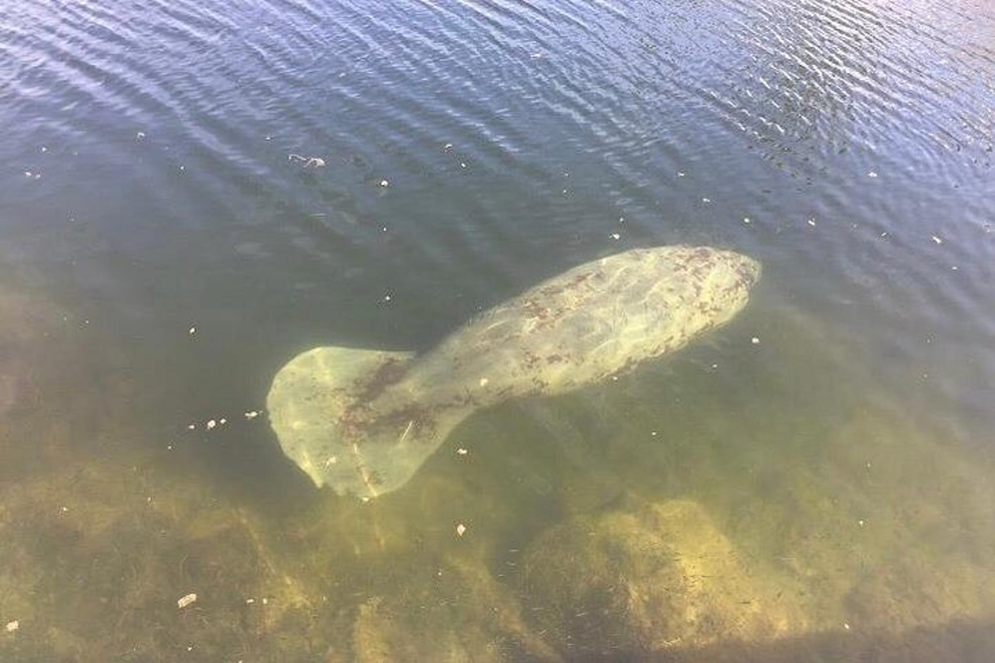 Palm Bay Dolphin and Manatee Tour - Image 5