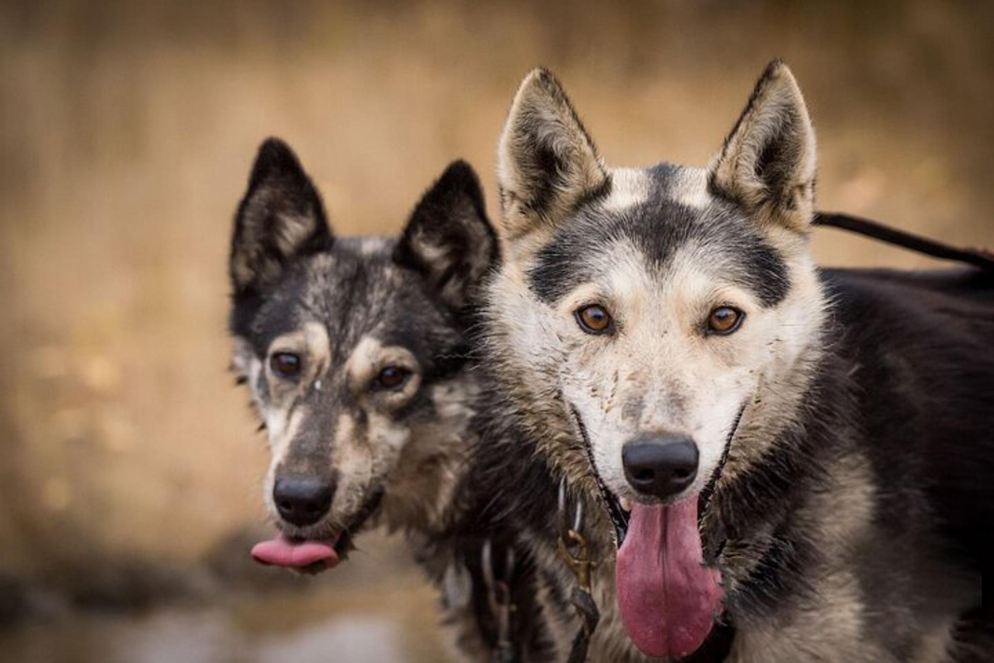 Fairbanks Sled Dog Mushing Cart Ride - Image 2