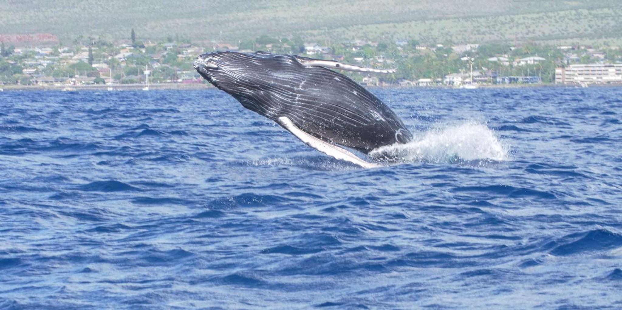 Maalaea Whale Watching Catamaran Cruise with Drinks - Image 4