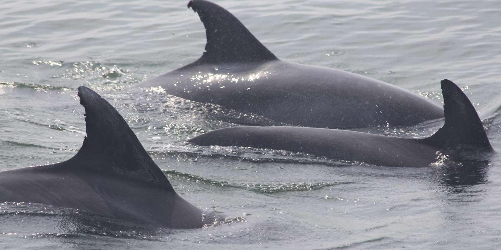 Cape May Whale and Dolphin Watching Cruise - Image 3