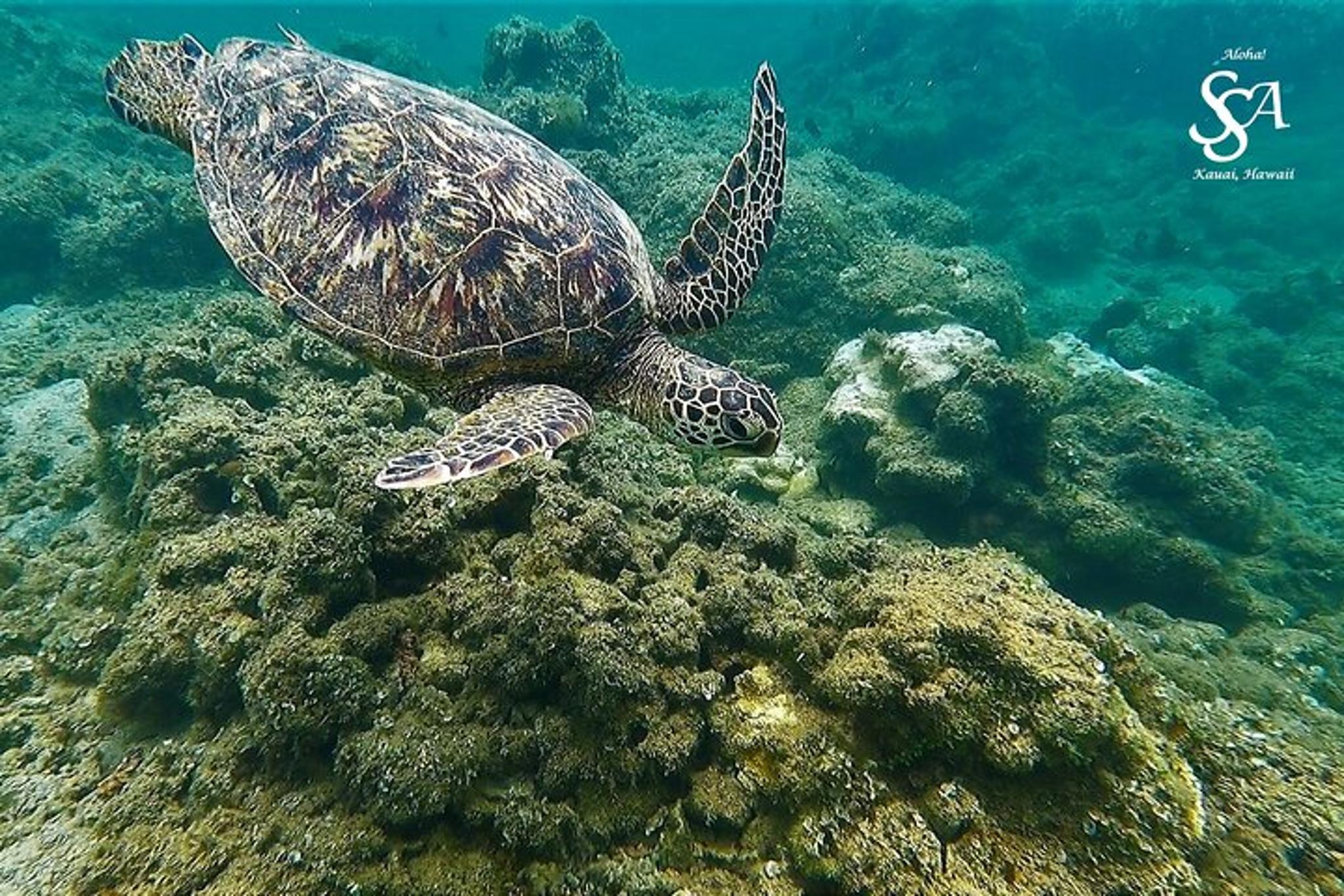 Kauai Snorkeling Adventure with Sea Scooters