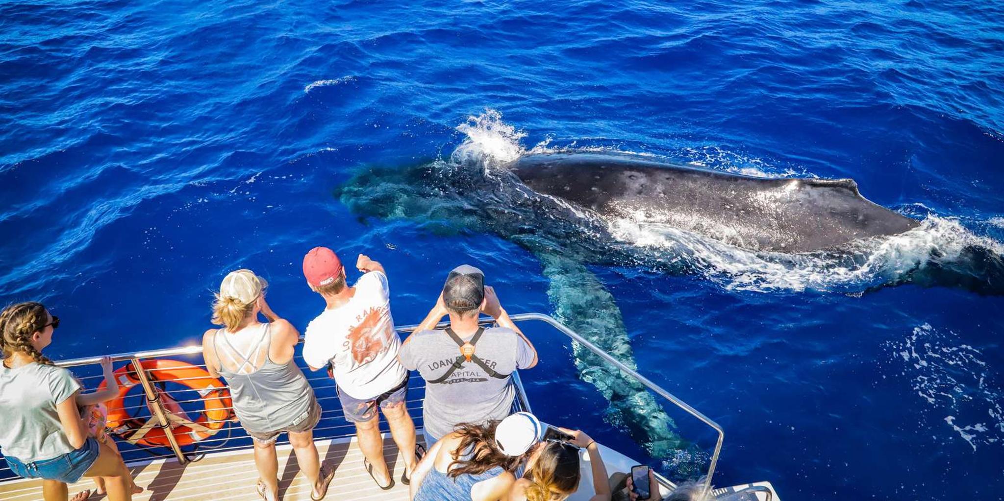 Maui Whale Watching Cruise on Sailboat - Image 2