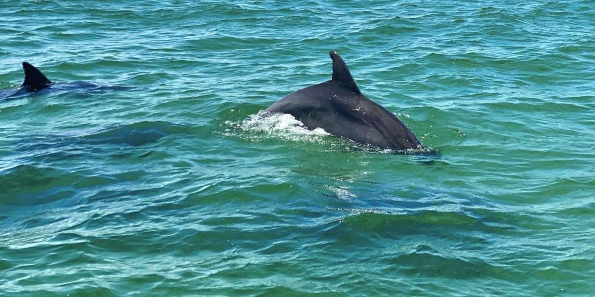 Pensacola Beach Dolphin Sightseeing Tour - Image 5