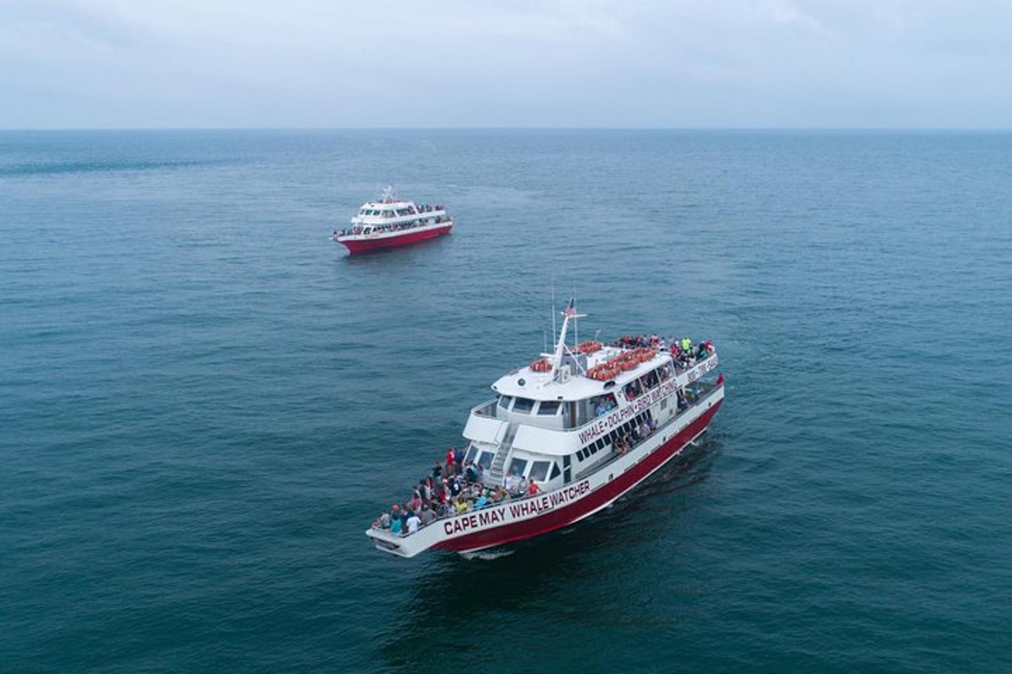 Cape May Dolphin Watching Sunset Cruise - Image 5