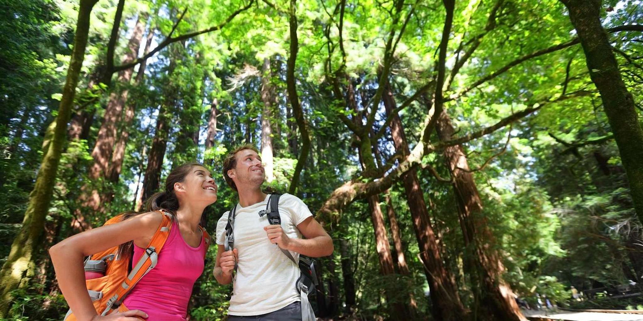 San Francisco Coastal Redwoods & Wine Tour - Image 2