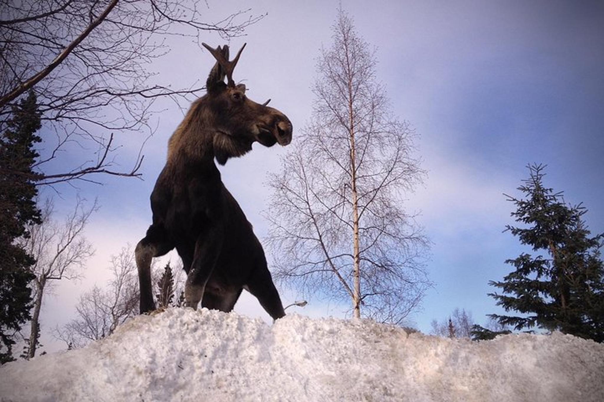 Homer Wilderness, Wildlife and Beach Tour - Image 4