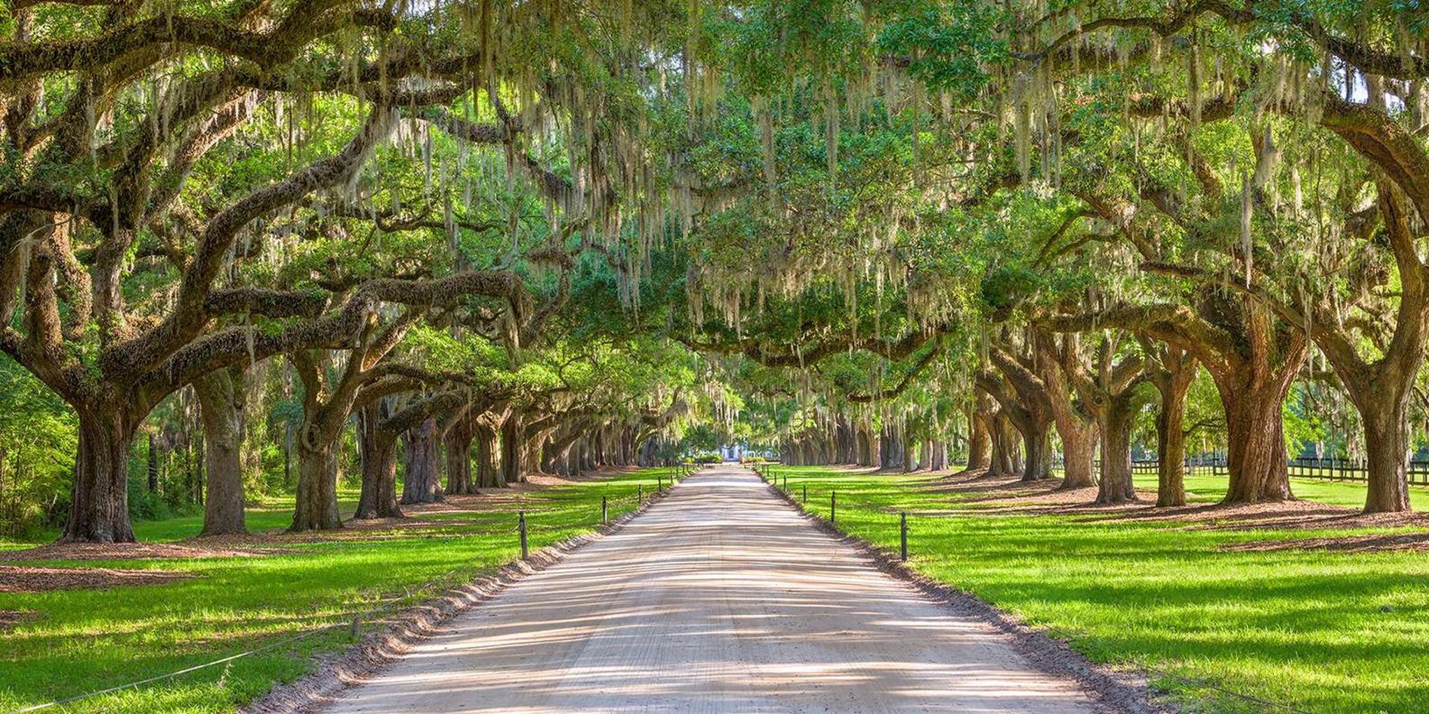 Charleston Boone Hall Plantation Tour 4.5 hr - Image 5