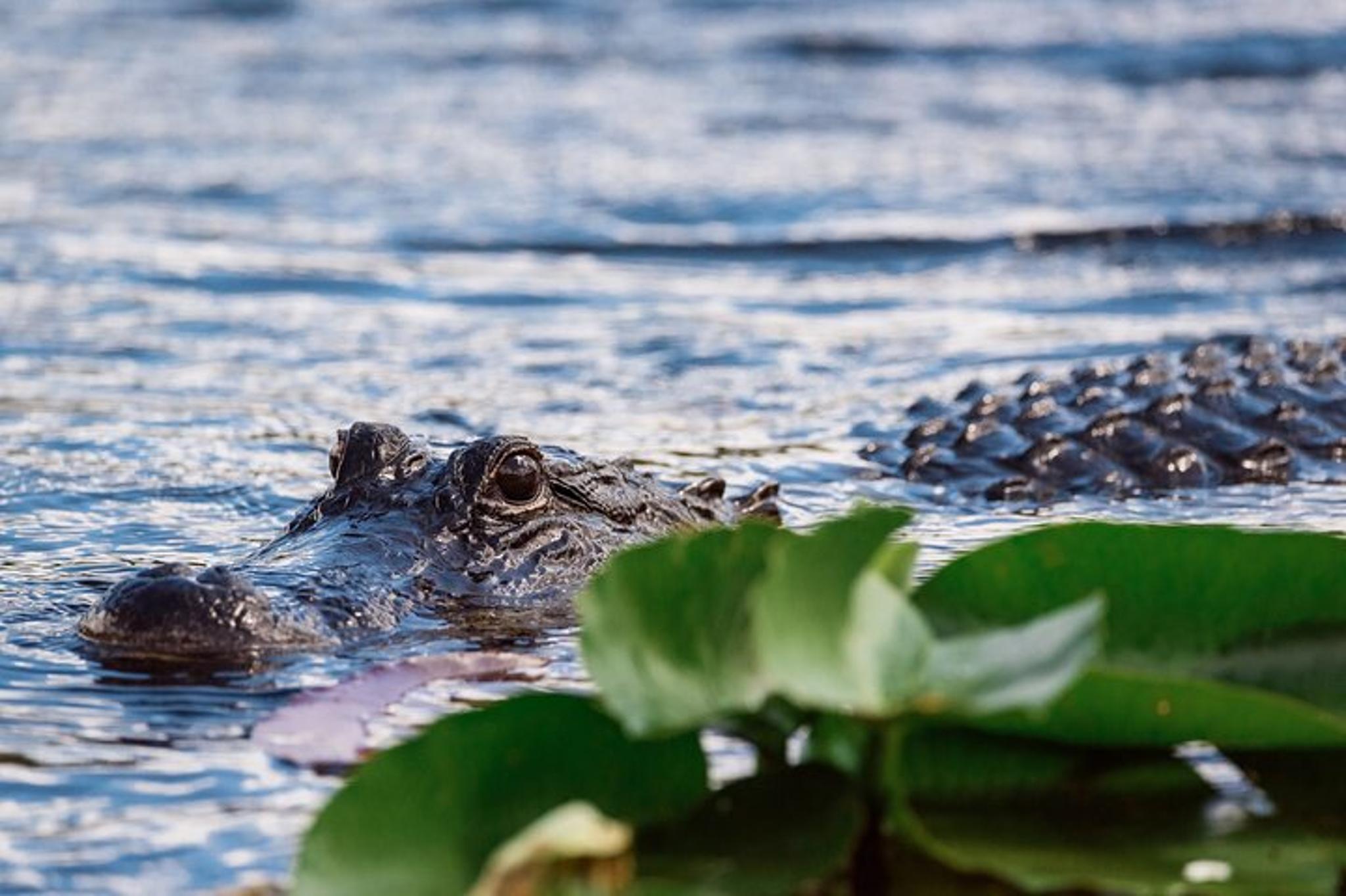 Miami Everglades Airboat Adventure with Transfer - Image 3