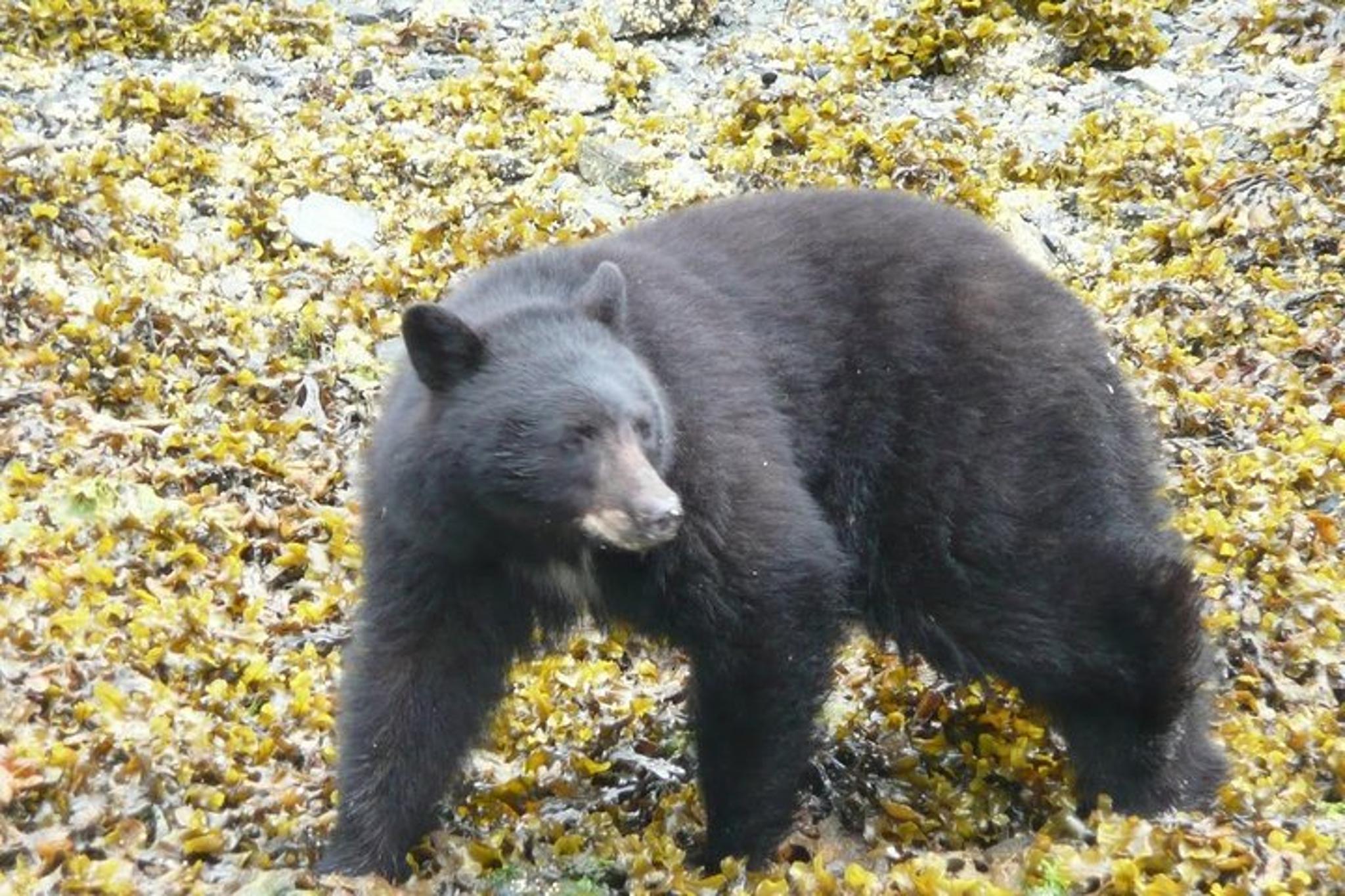 Ketchikan Bear-Viewing Air Tour - Image 5