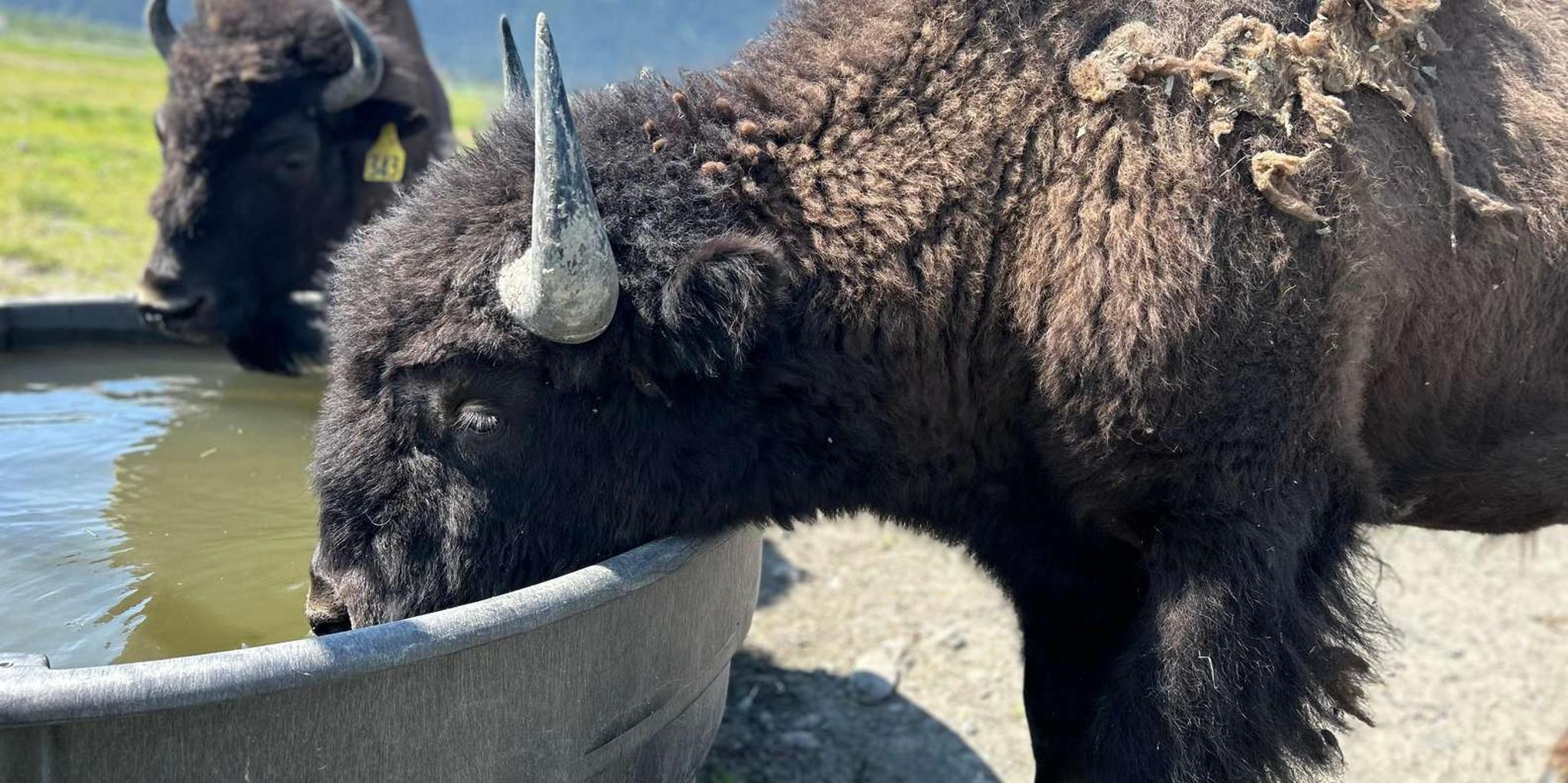 Seward to Anchorage Transit Tour with Port Pickup - Image 6