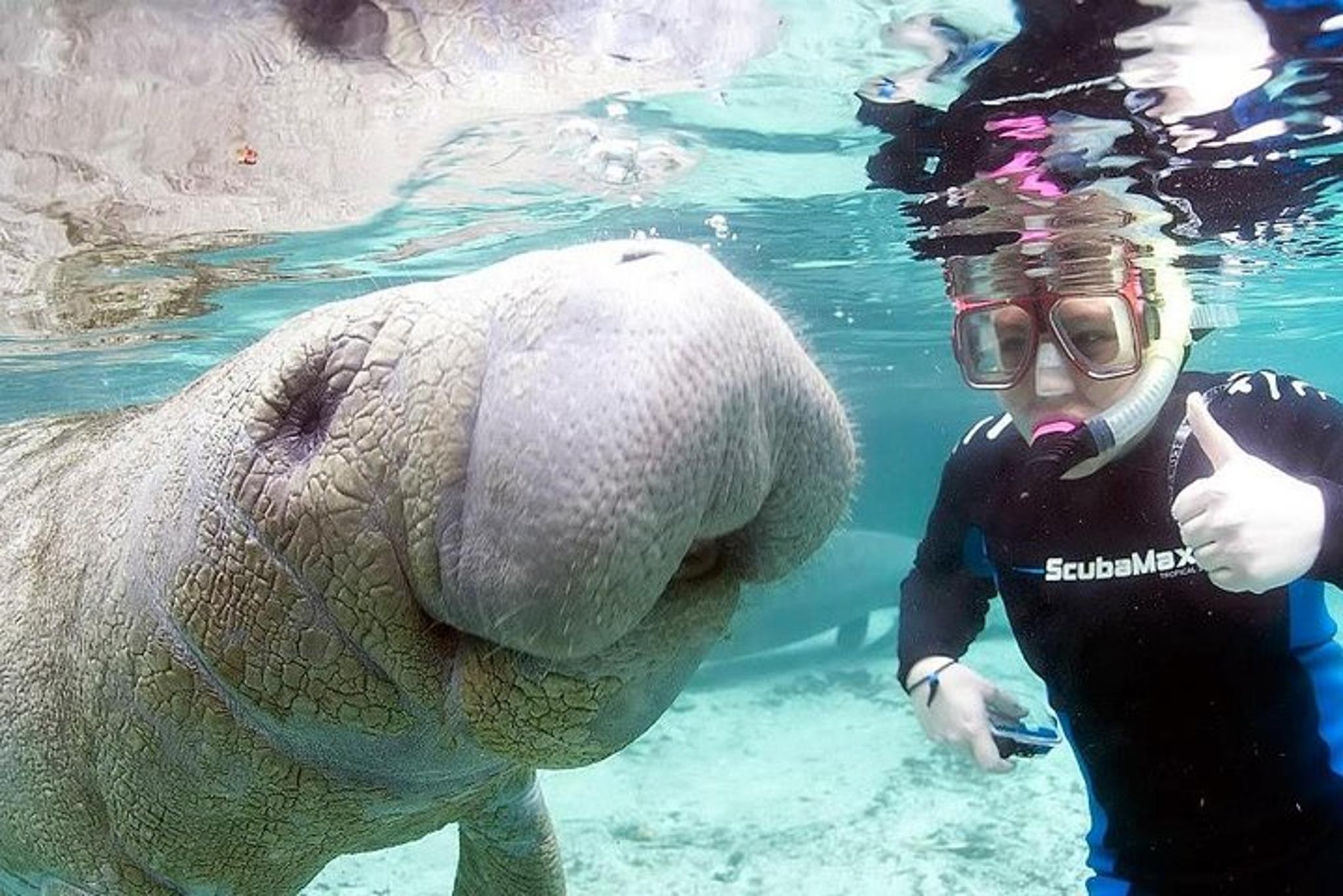 Crystal River Manatee Swim Tour with In-Water Guide 3 hr - Image 2