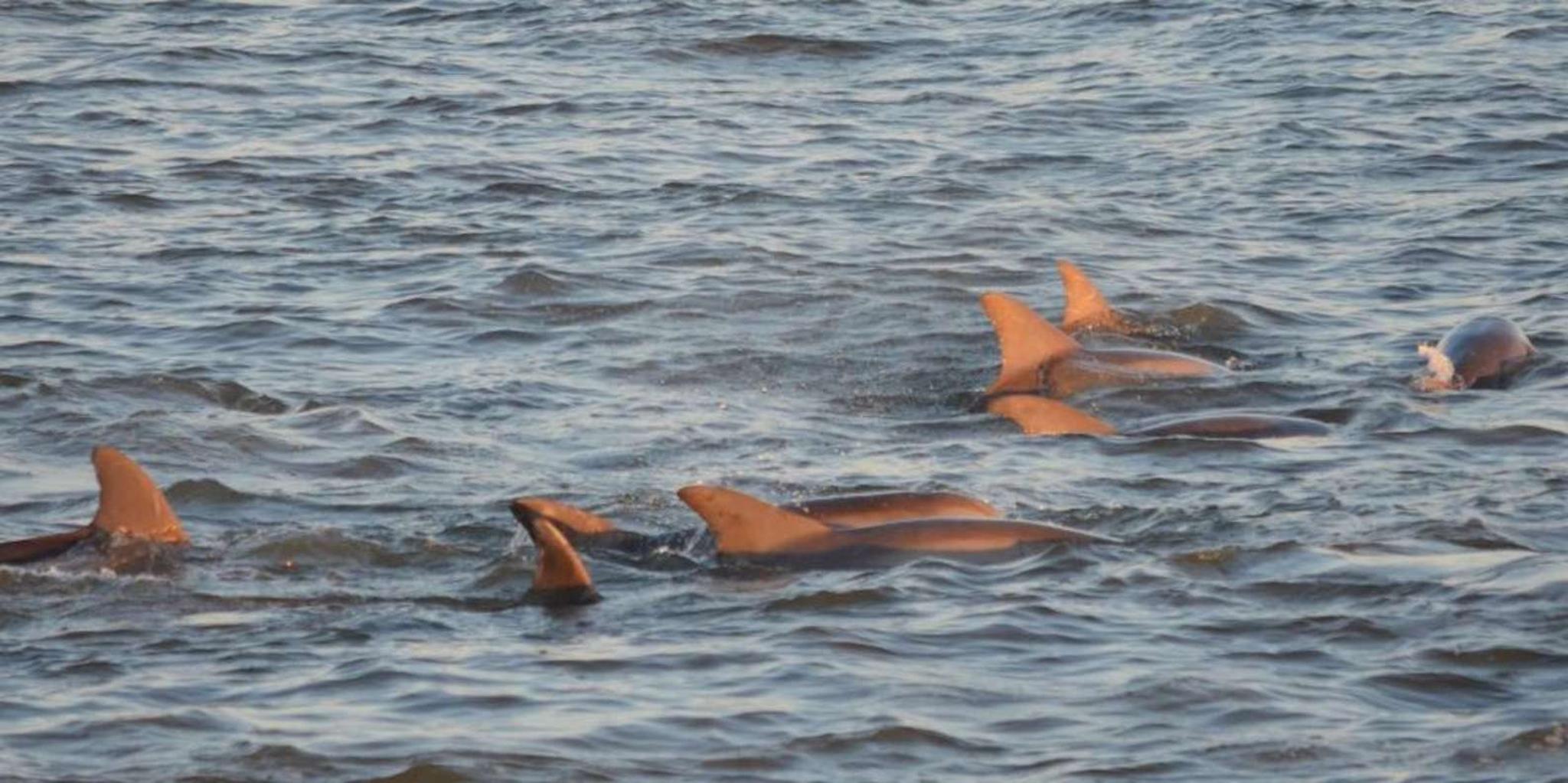 Cape May Dolphin Watching and Sunset Cruise - Image 2