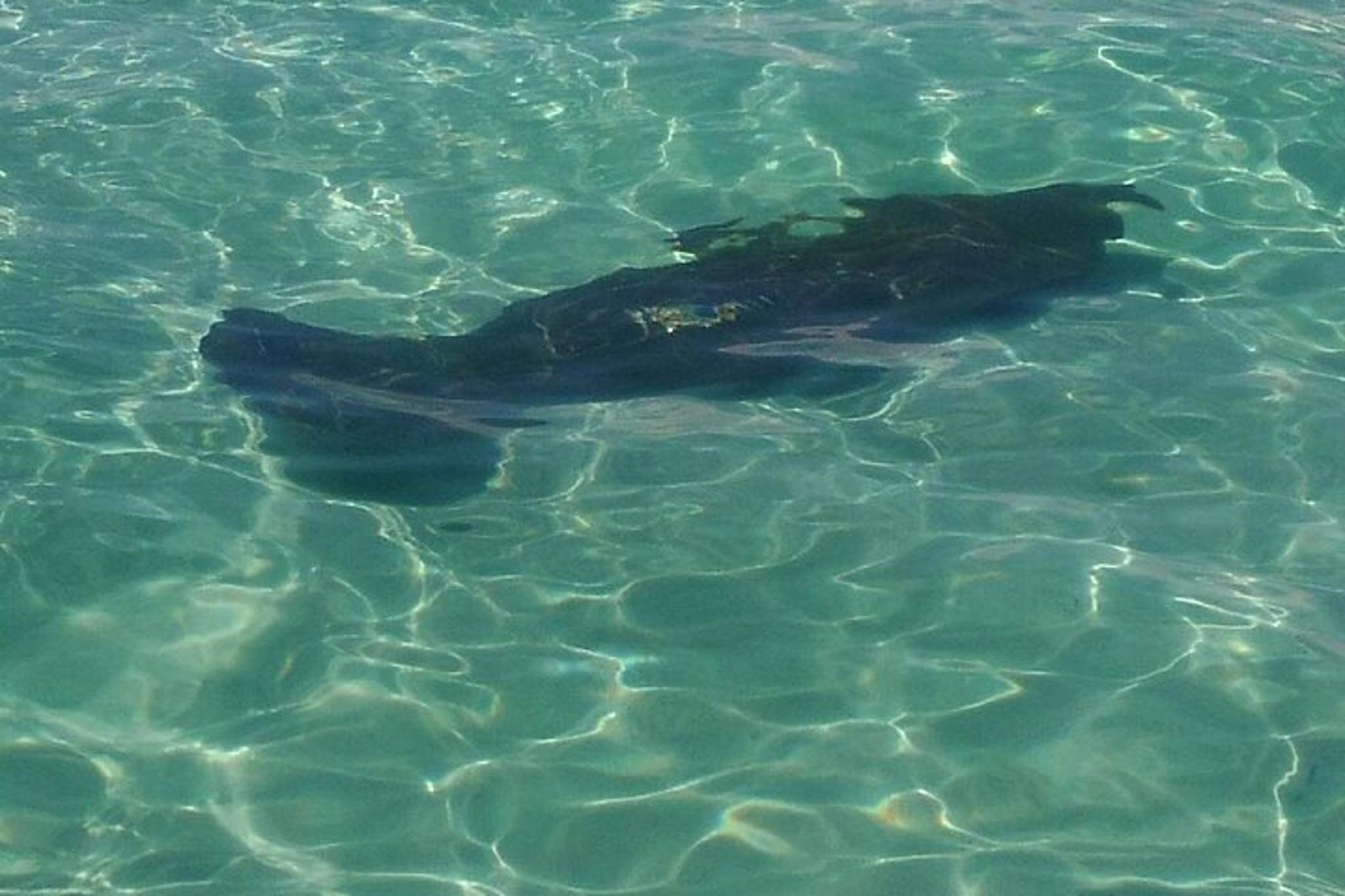 Panama City Dolphin Swim Experience 2 hr