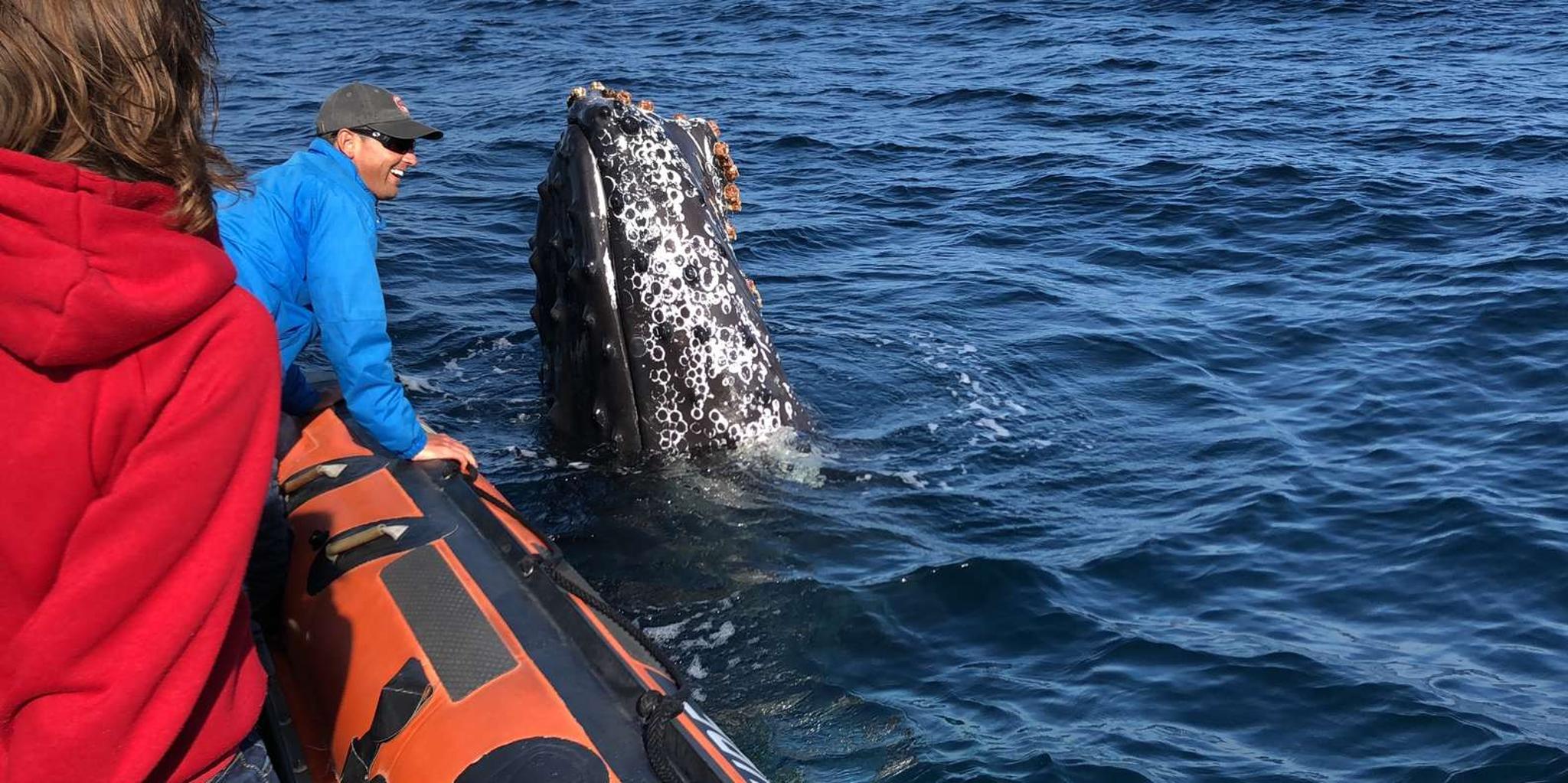 Newport Beach Whale Watching Adventure - Image 2