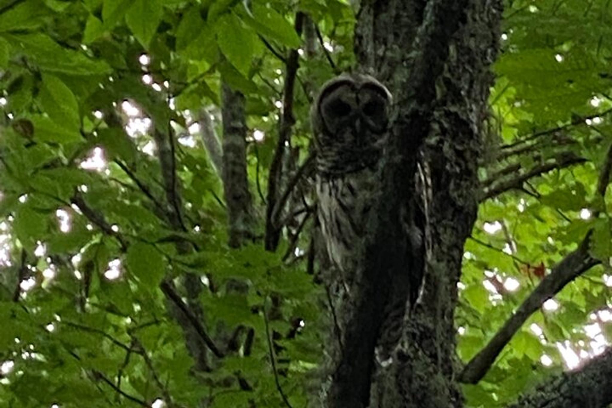 Maggie Valley Safari Tour on the Blue Ridge Parkway - Image 6