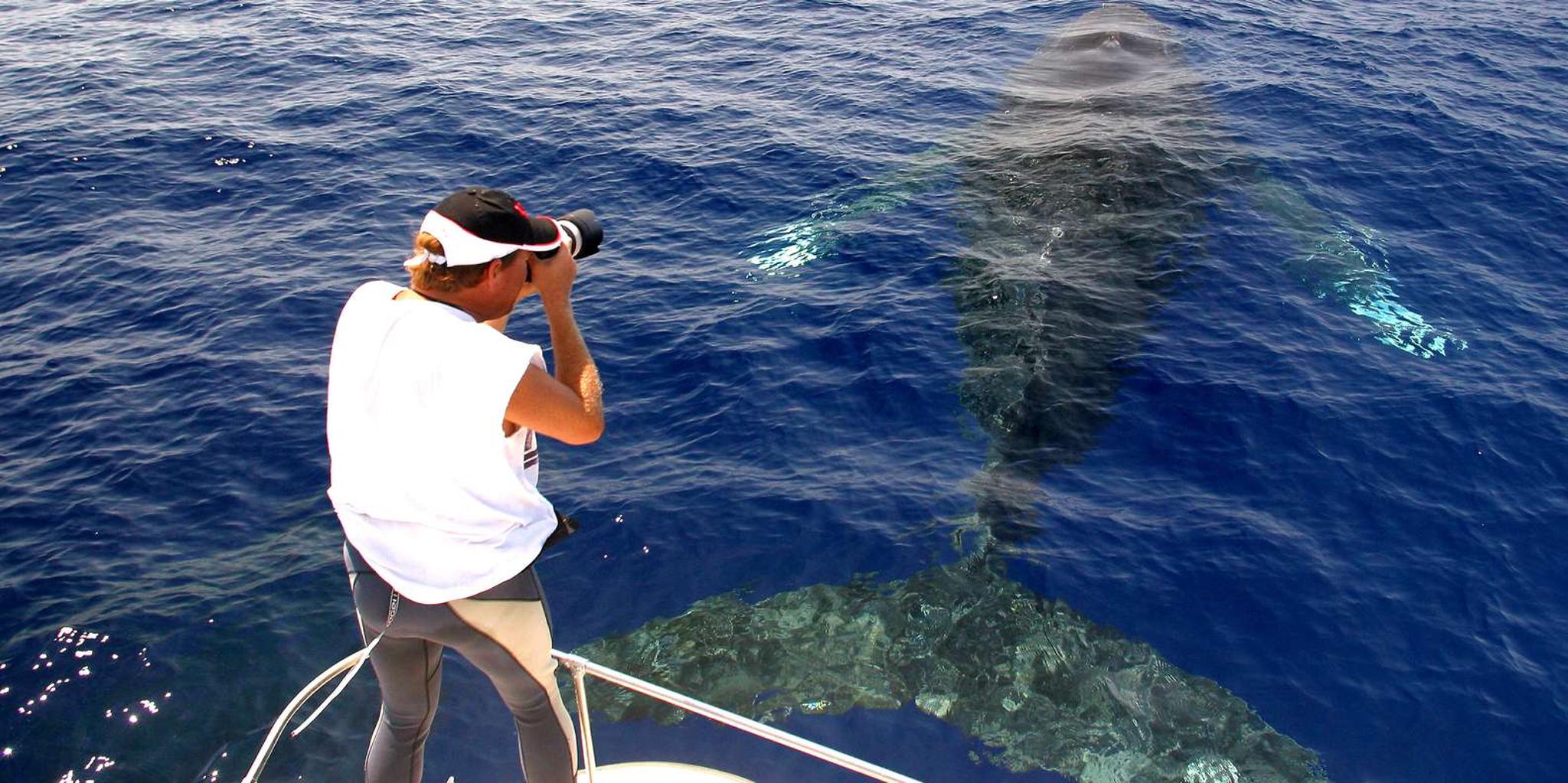 Kailua Kona Whale Watching Cruise - Image 5