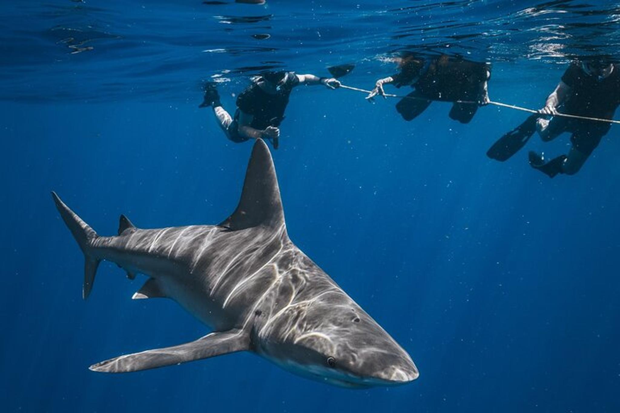 West Palm Beach Shark Snorkel Adventure - Image 6