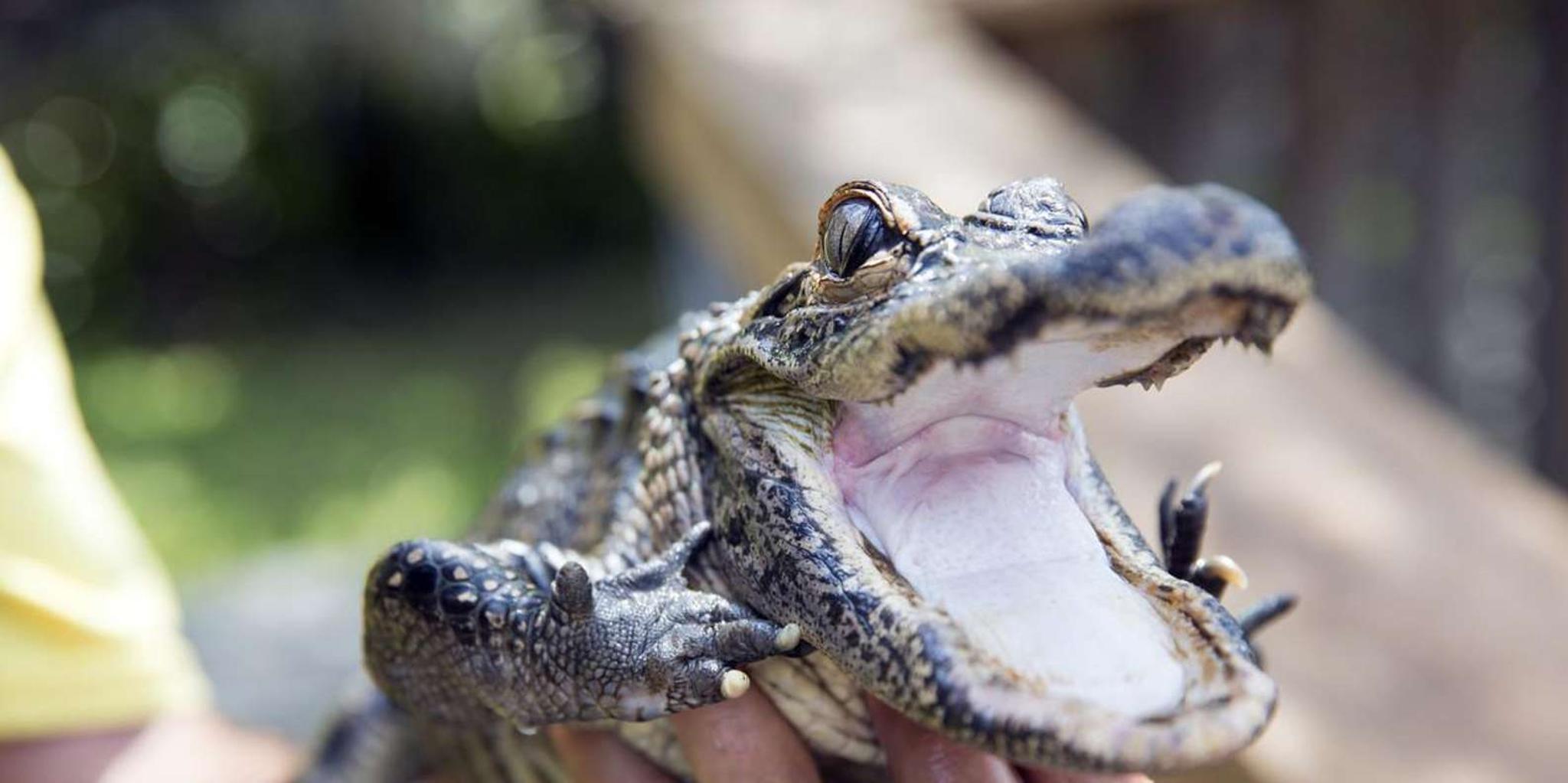 Miami Everglades Airboat Tour with Park Entry - Image 4