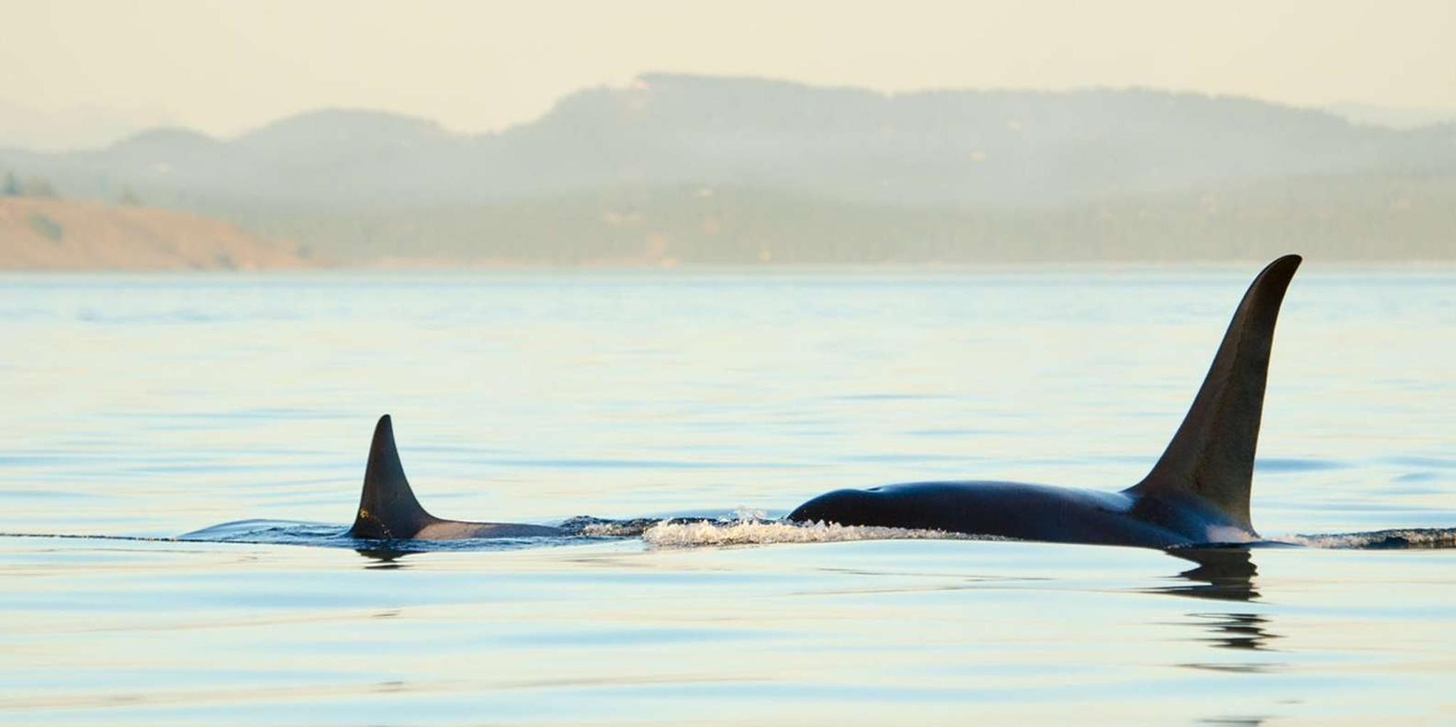 Juneau Whale Watching and Mendenhall Glacier Tour