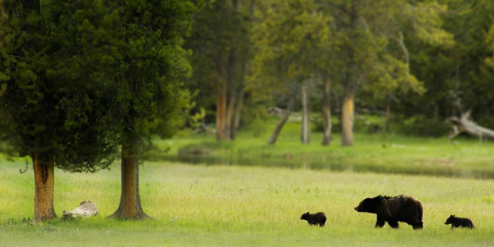 Salt Lake City Yellowstone & Grand Teton Tour 5 Days - Image 2