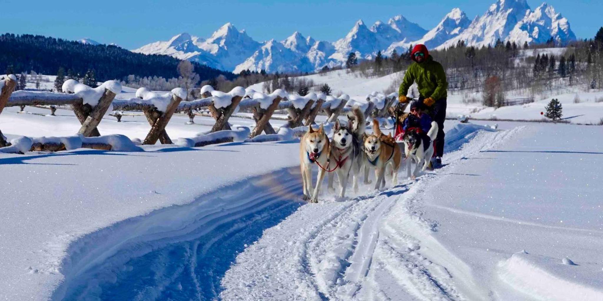 Jackson Hole Dog Sledding Tour with Hot Chocolate