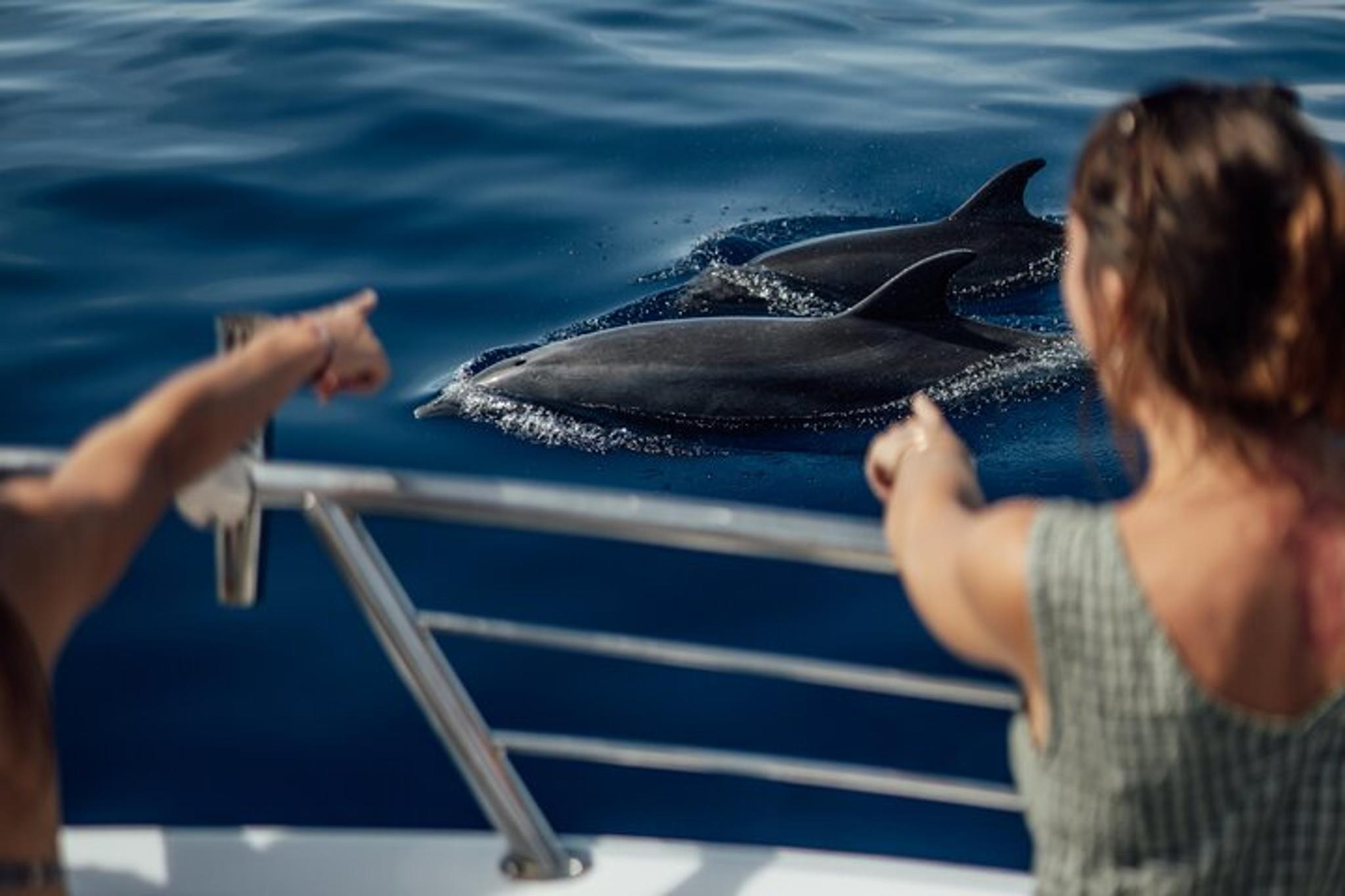Maui Snorkel and Dolphin Adventure - Image 6