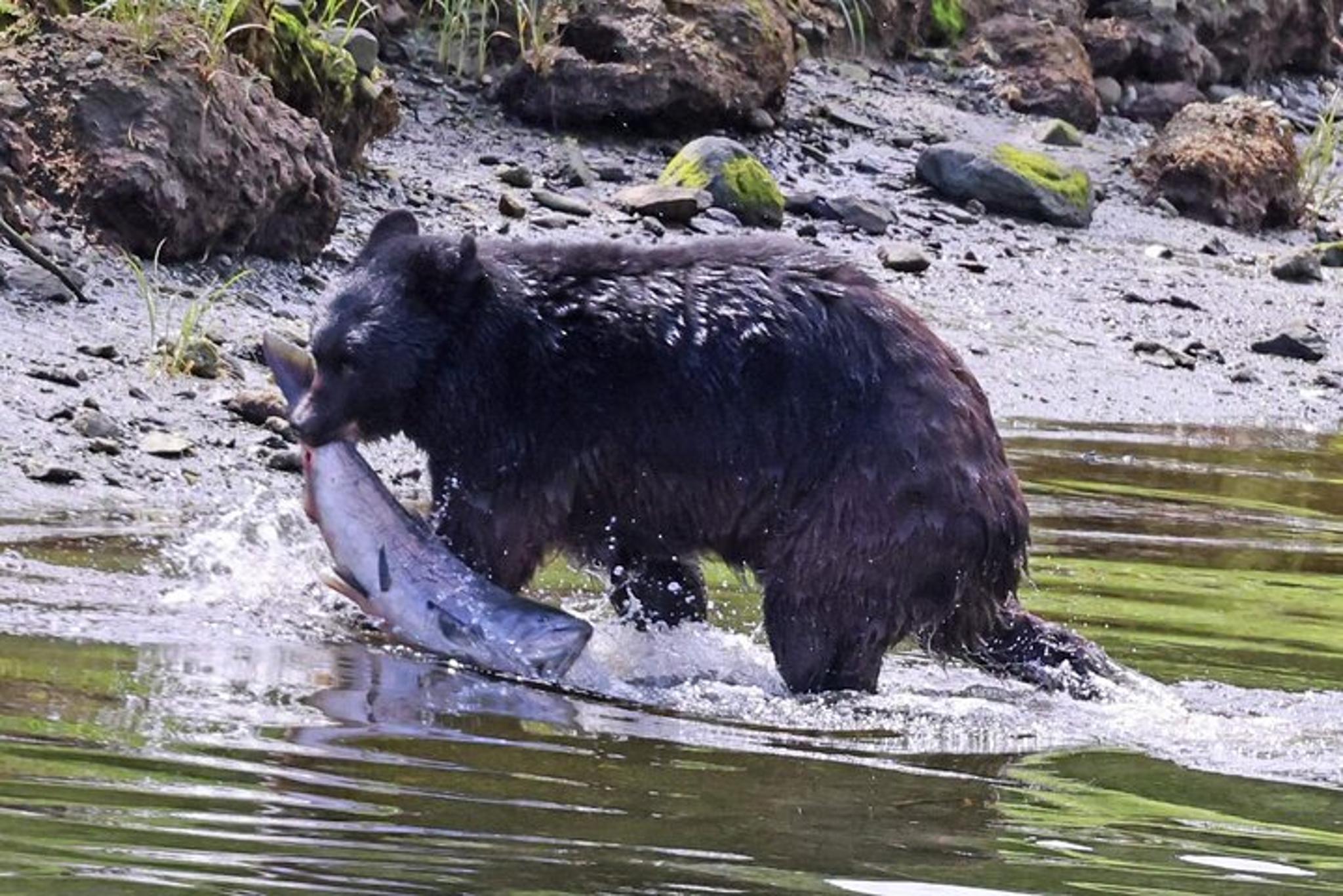 Ketchikan Private Custom Excursion - Image 6