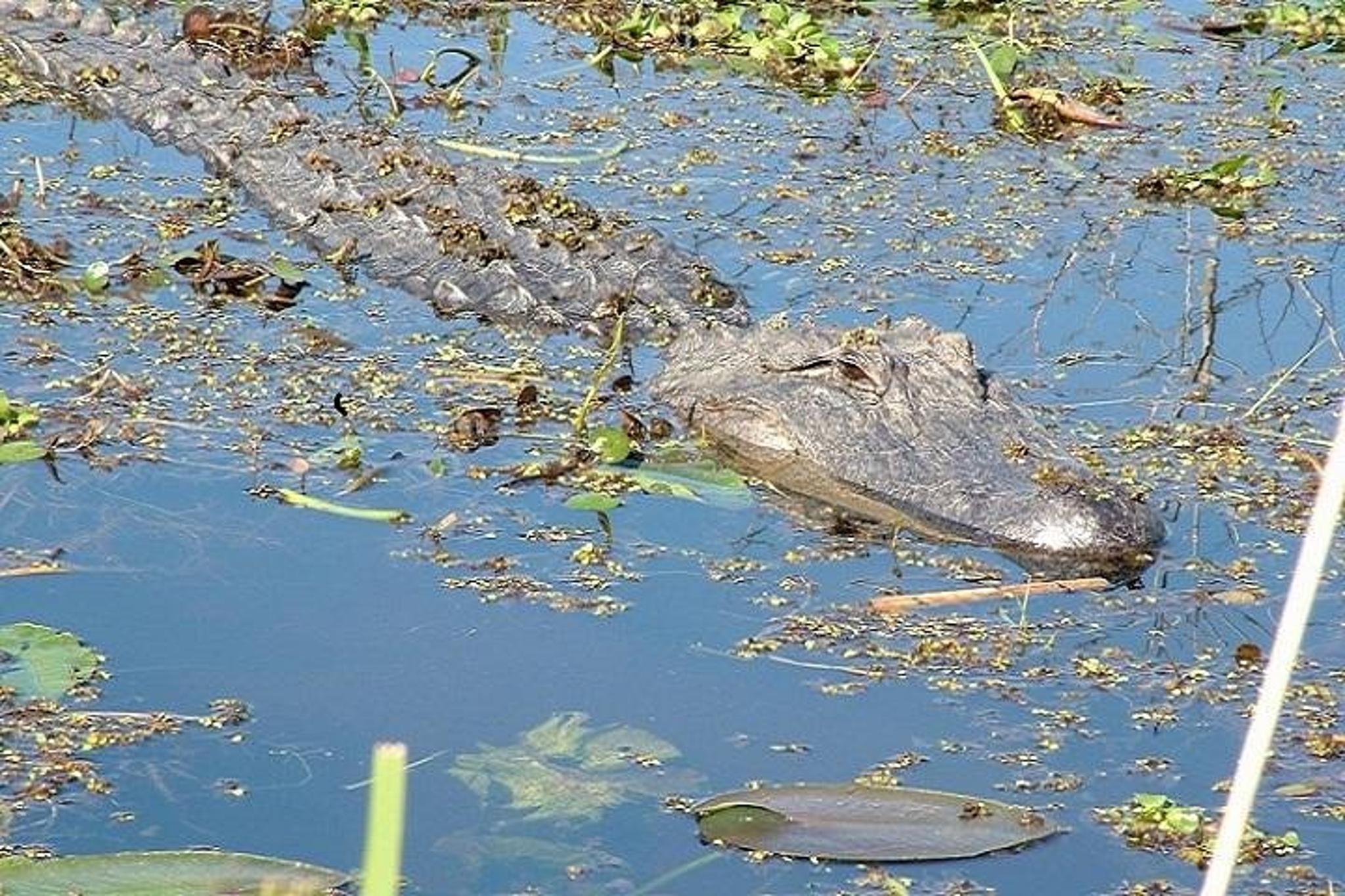Slidell Swamp Boat Tour - Image 5