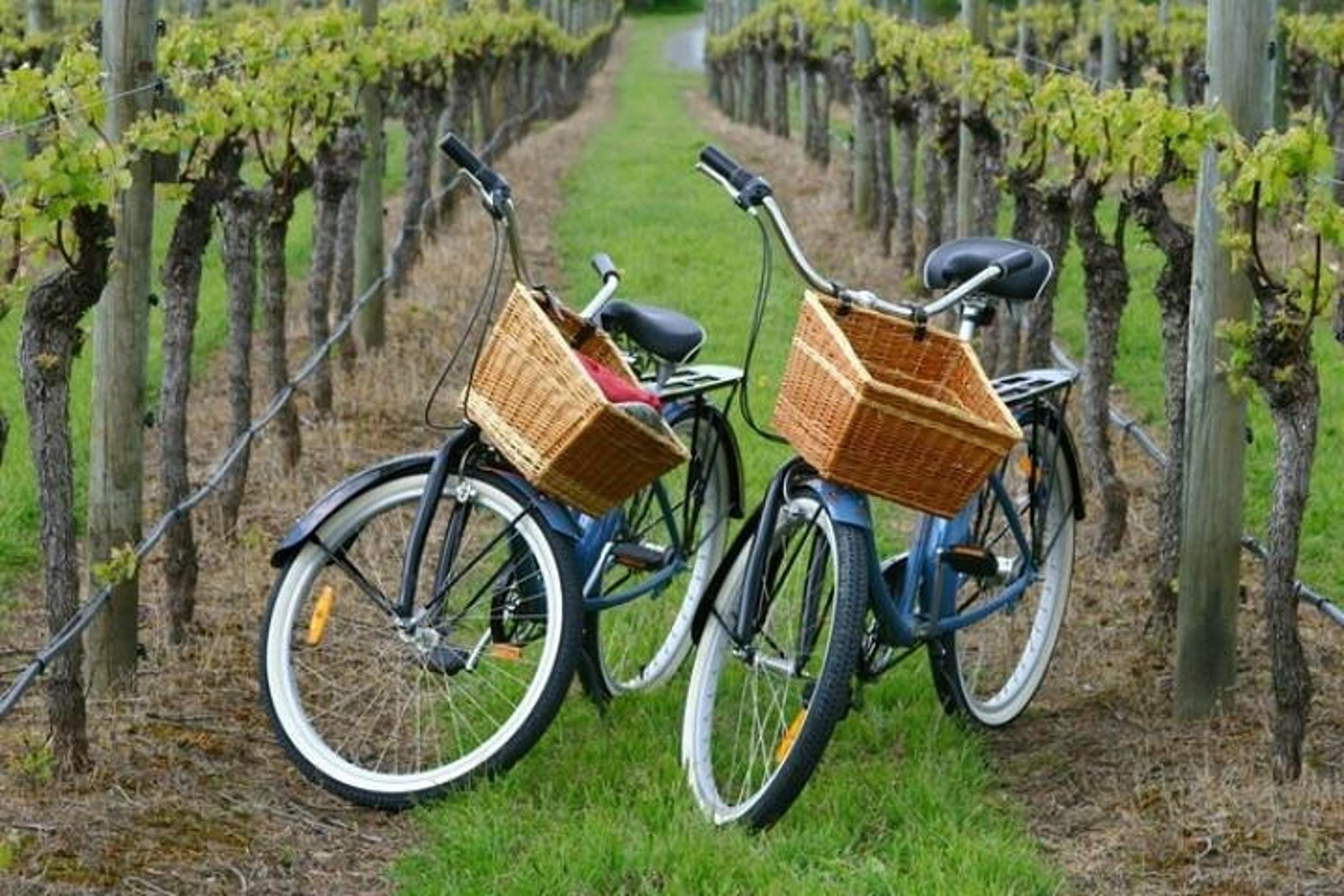 Mattituck Farm and Wine Country Bike Tour - Image 1