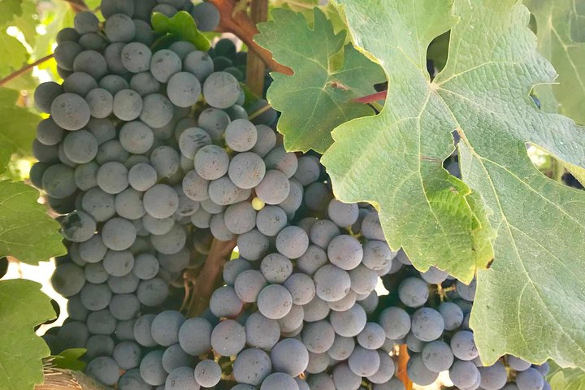 Napa and Sonoma Wine Tasting Tour - Image 3