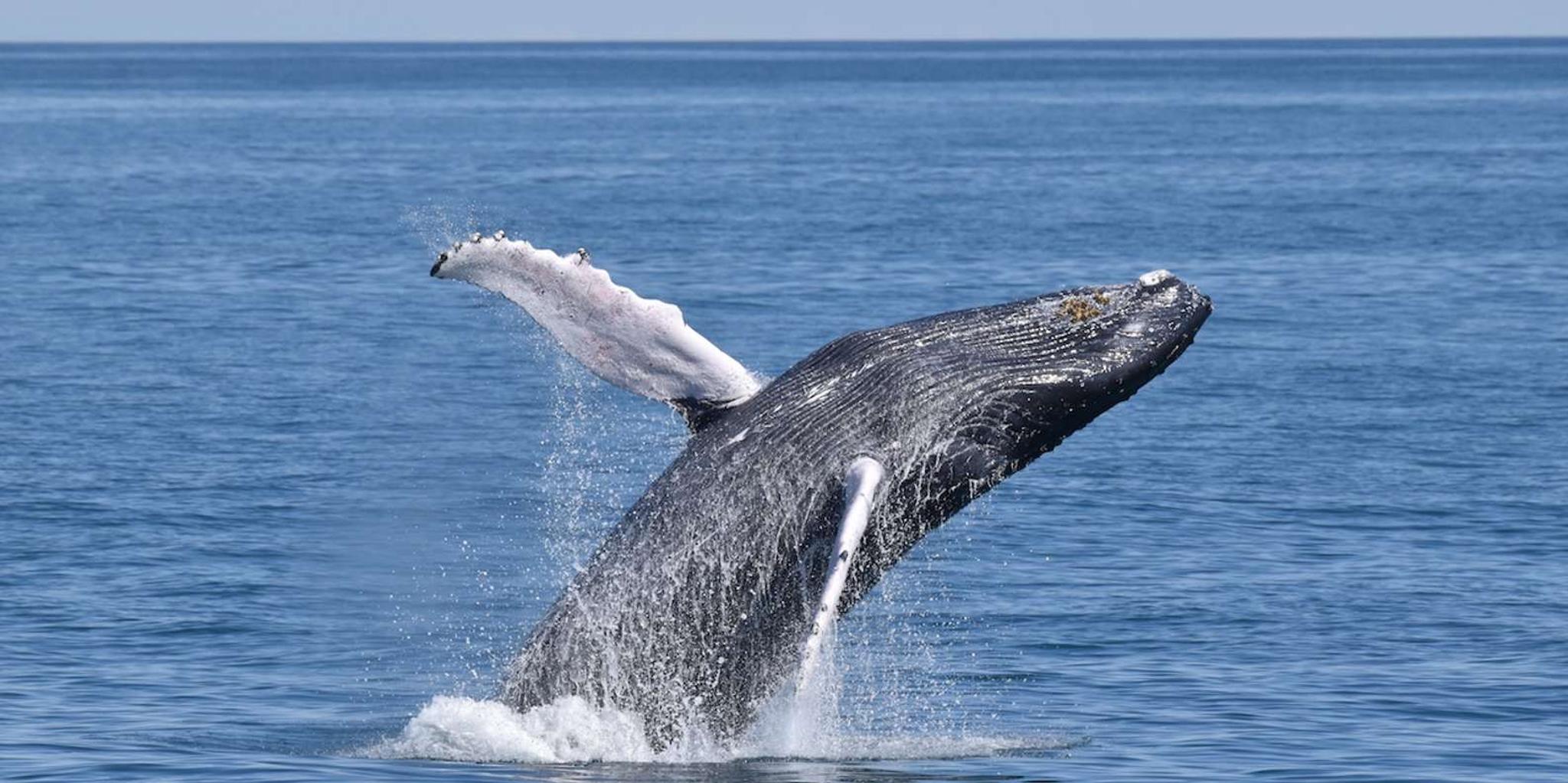 Cape May Whale and Dolphin Watching Cruise