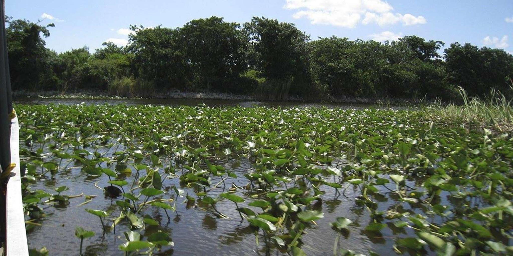 Miami Everglades Airboat Tour - Image 3
