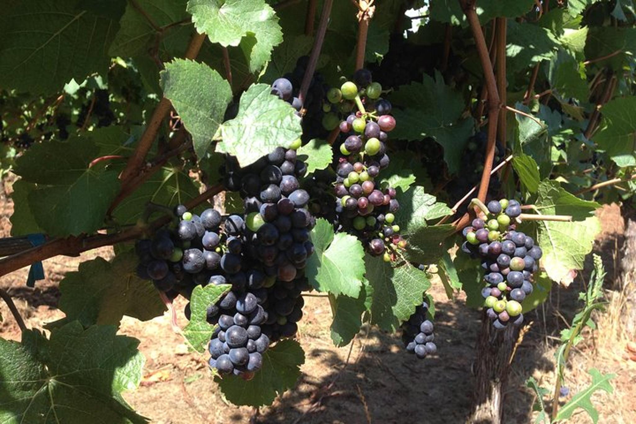 Portland Wine Tasting Tour in Willamette Valley - Image 4