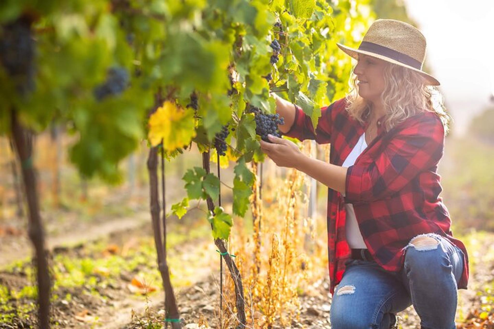 New York Wine Vineyard Tour - Image 5