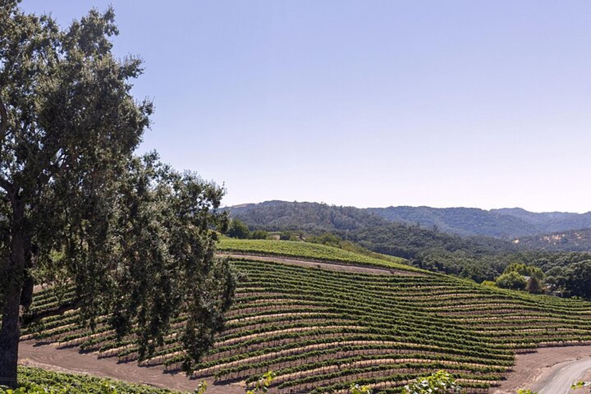 Paso Robles Wine Tour with Picnic Lunch - Image 6