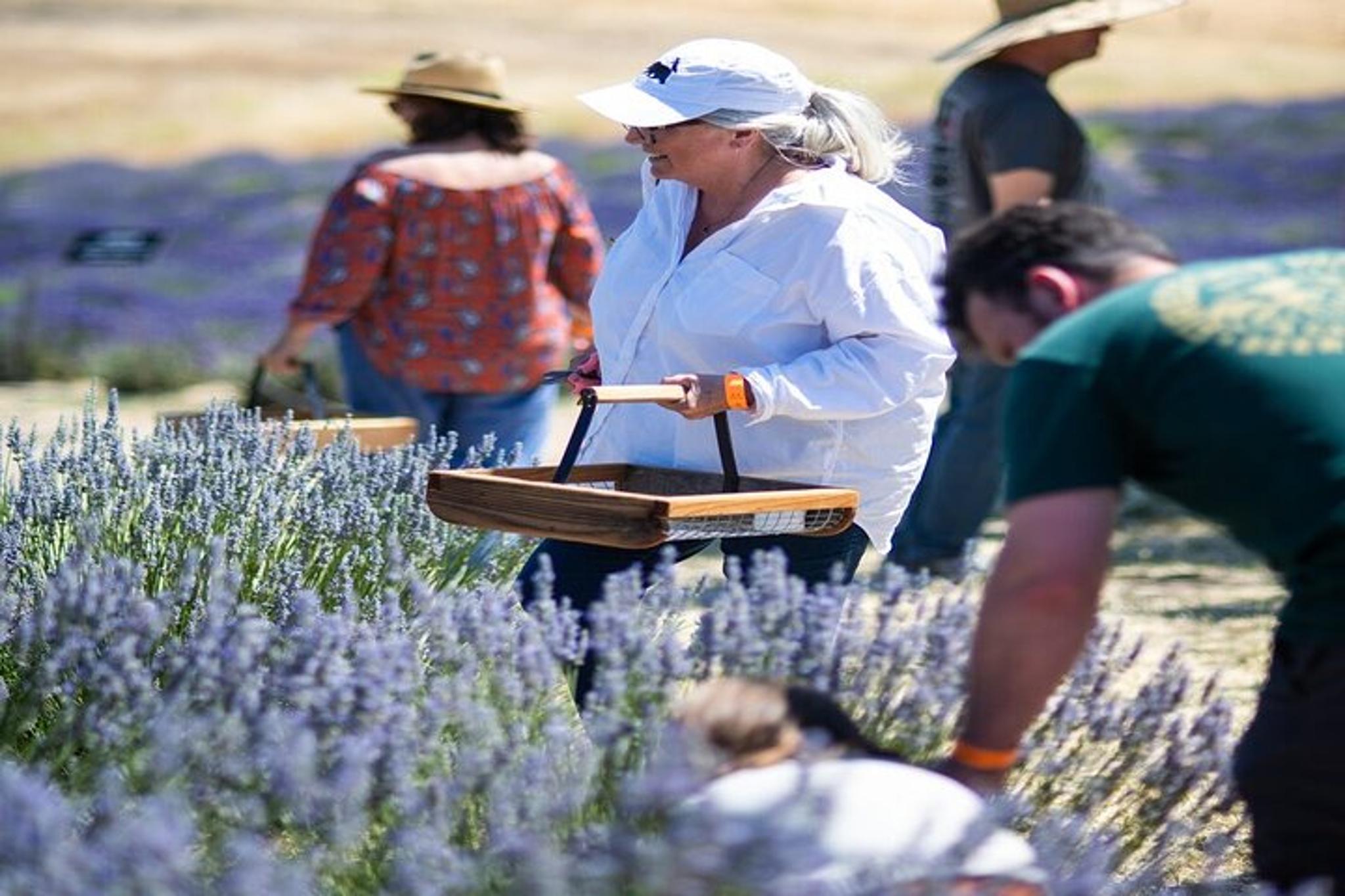San Miguel Lavender Farm U-Pick Day Pass - Image 2