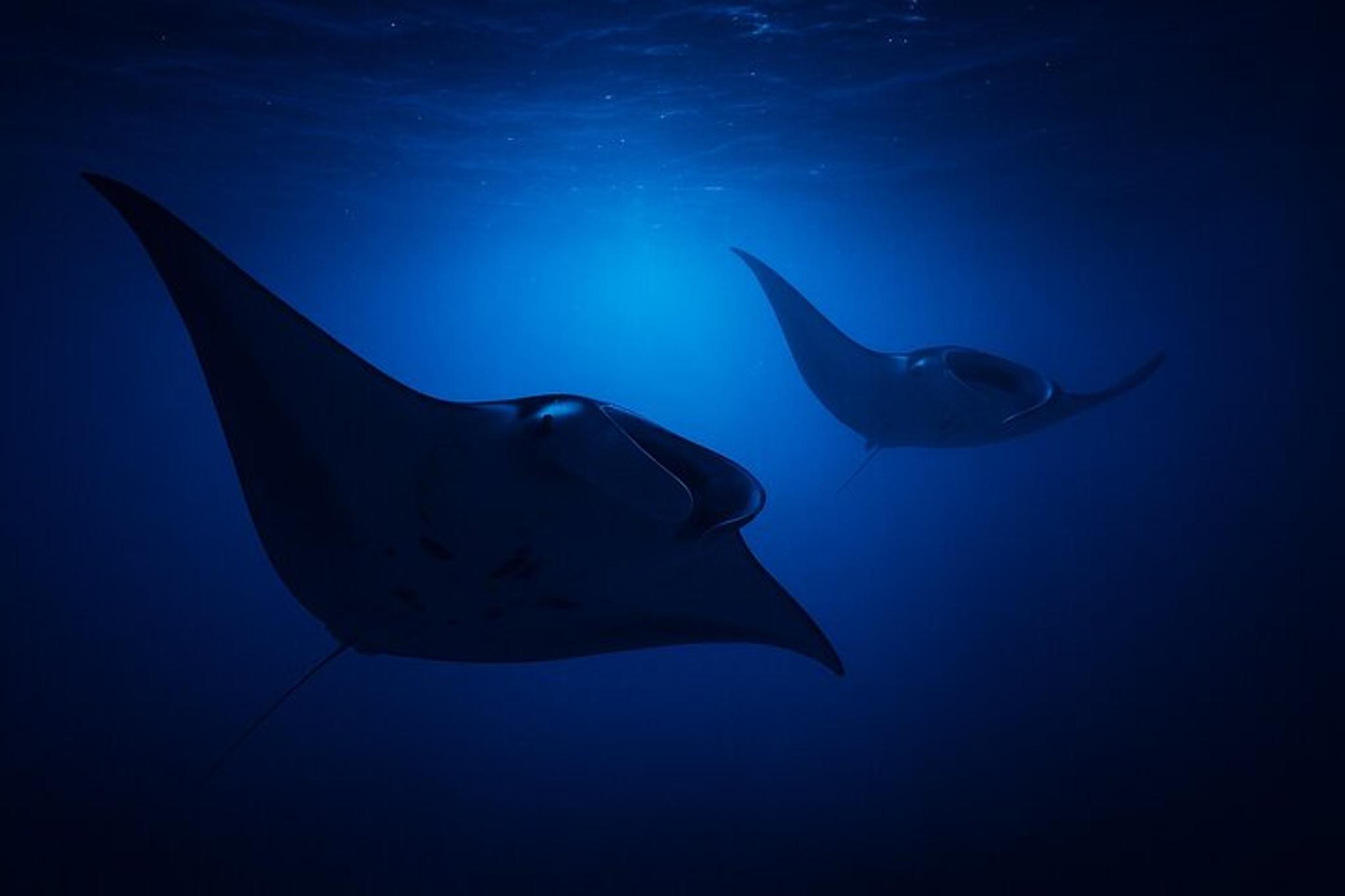 Kailua-Kona Manta Ray Night Snorkel Tour - Image 6