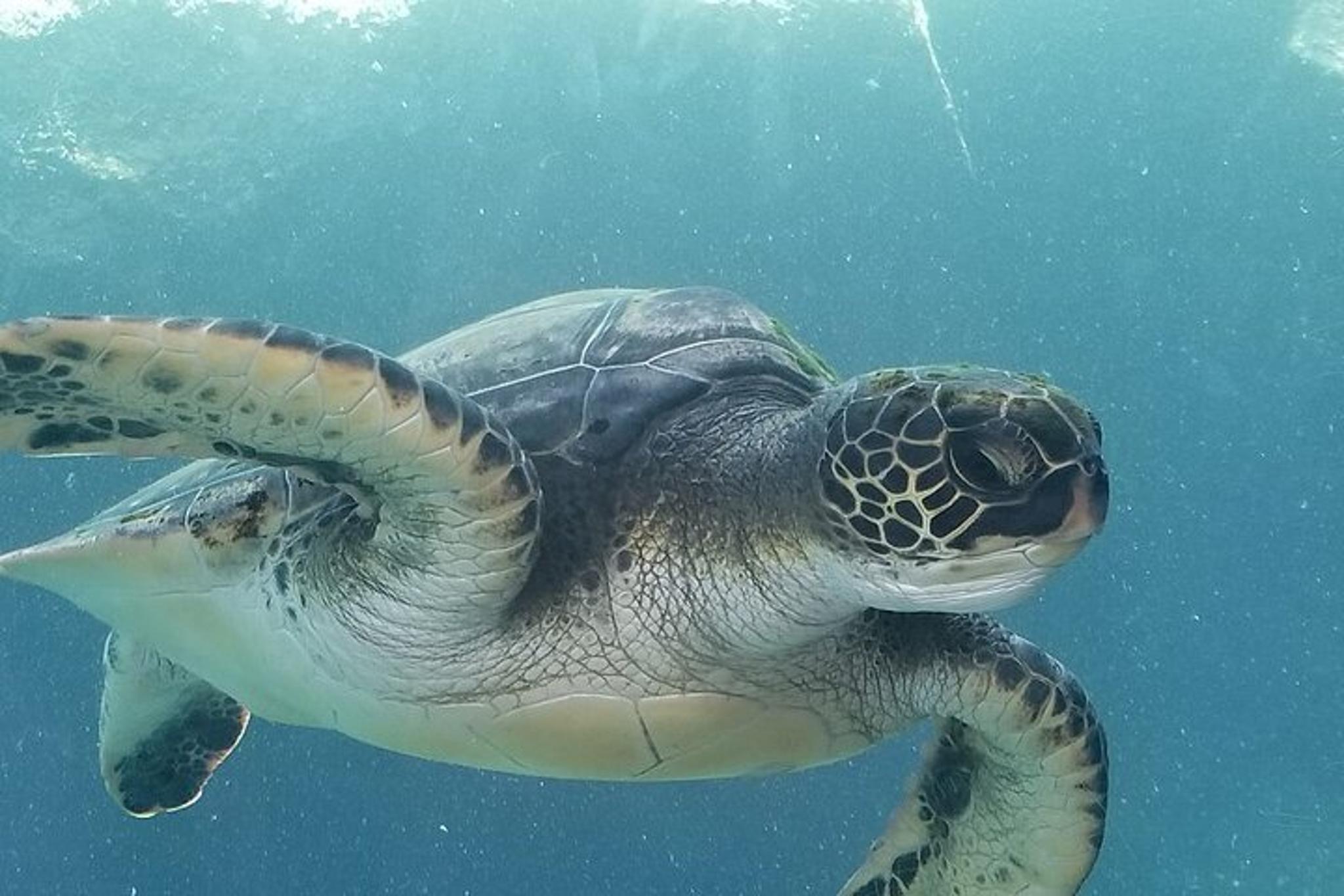 Maui Kayak and Snorkel Tour West Shore 2.5 Hr - Image 3