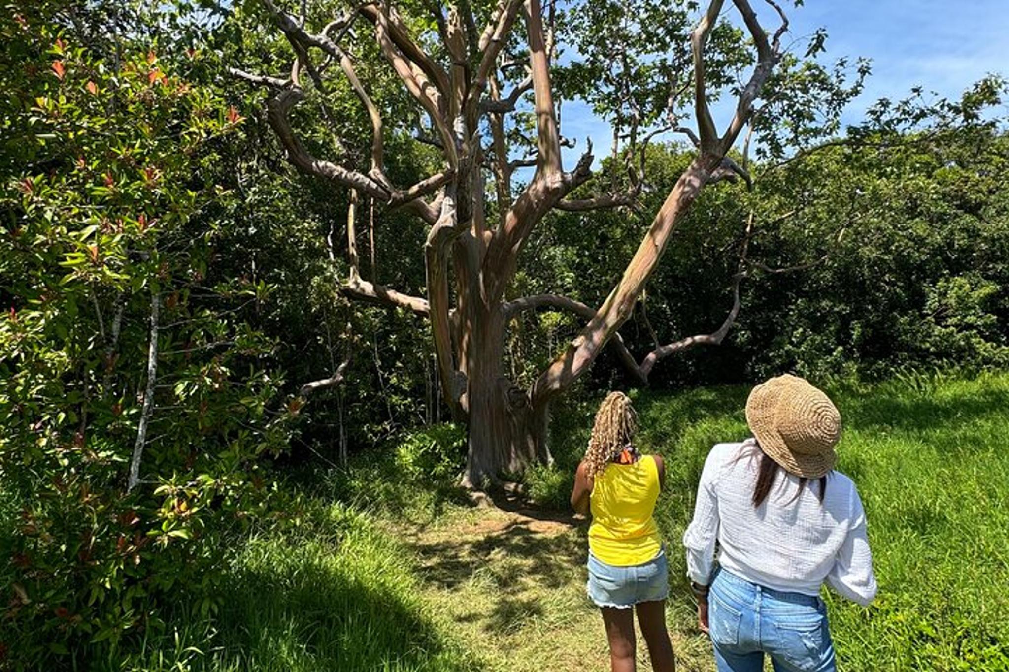 Maui Road to Hana Tour - Image 3