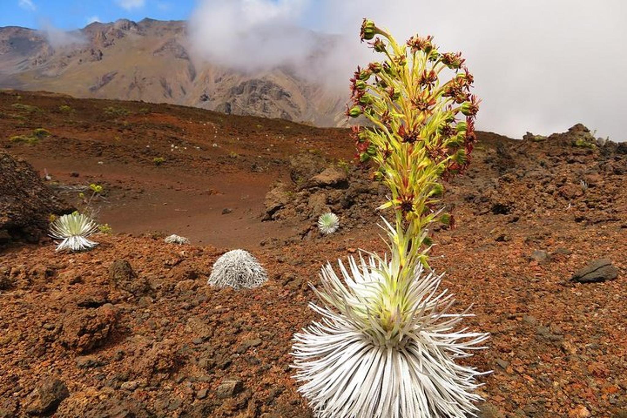 Maui Haleakala Sunrise Guided Bike Tour - Image 4