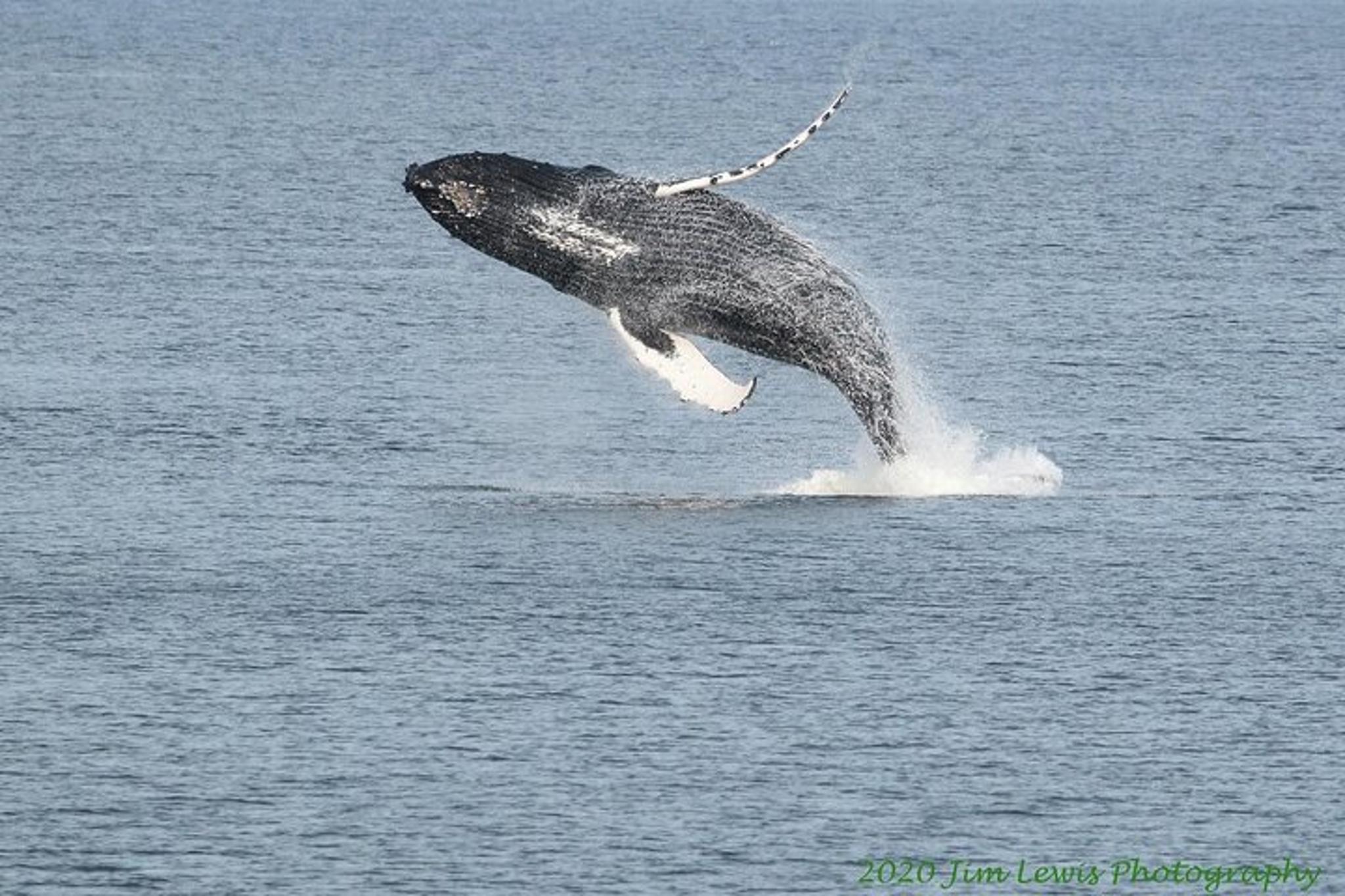 Ketchikan Whales and Wildlife Excursion - Image 2