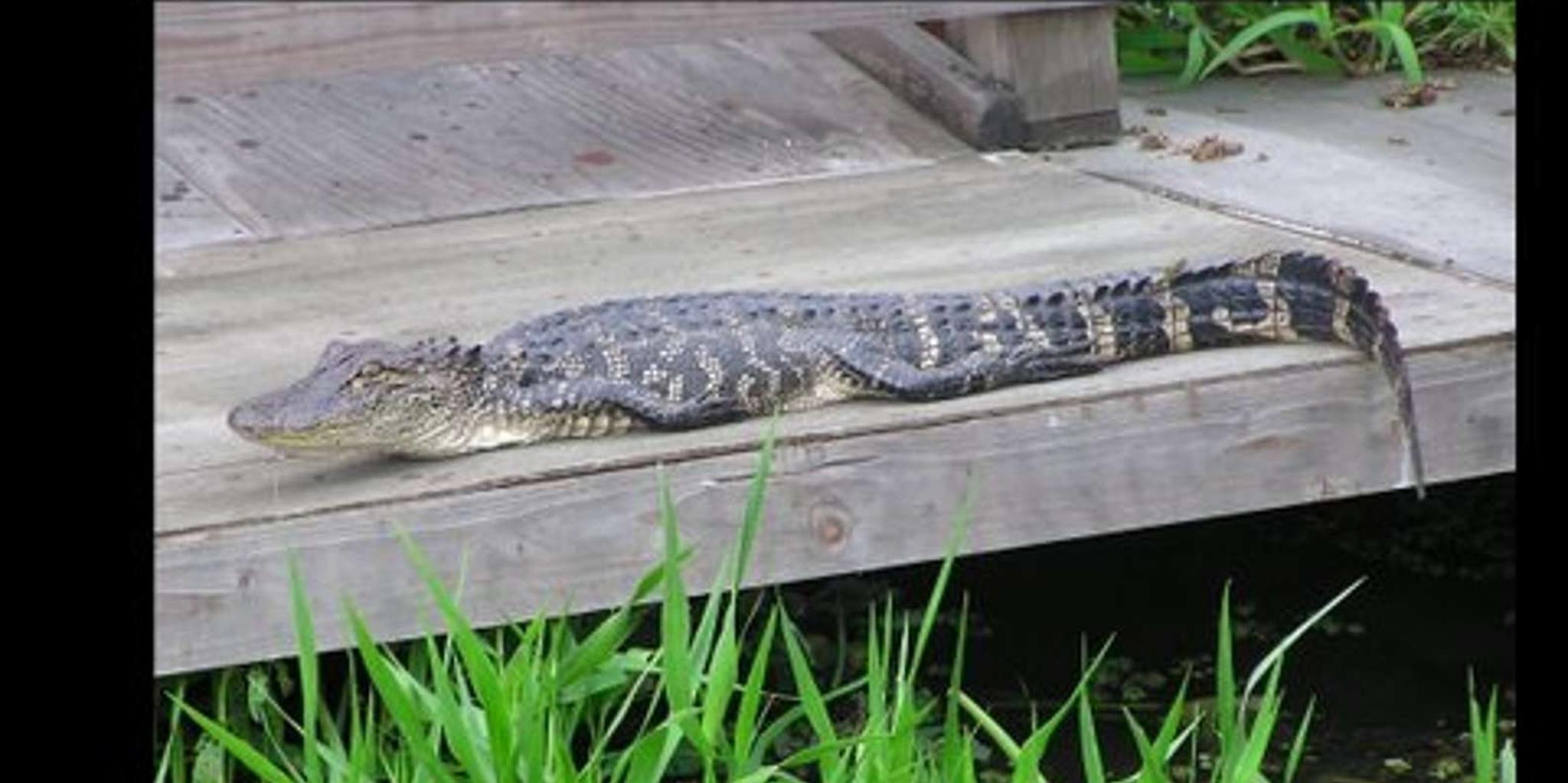 New Orleans Bayou Airboat Tour - Image 3