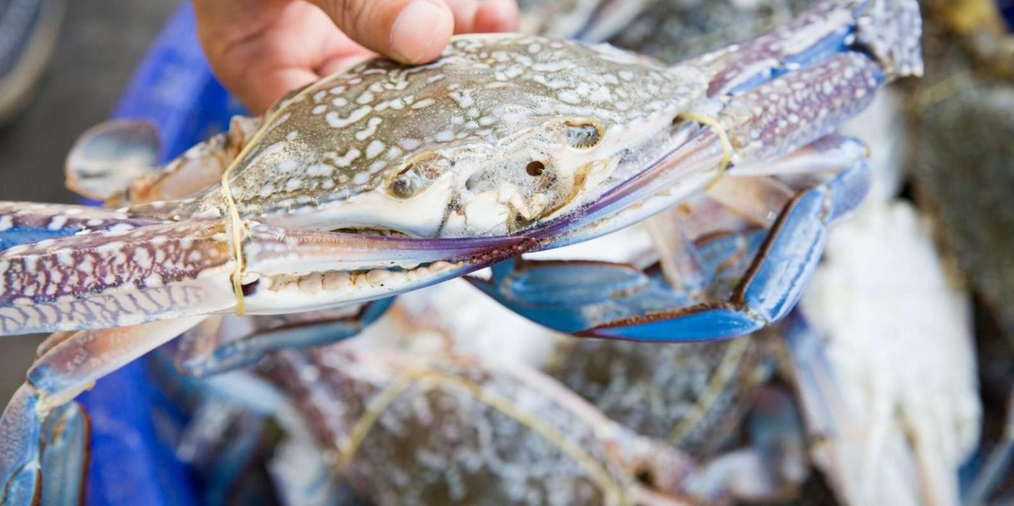 Hilton Head Island Dolphin Watching and Crabbing Tour